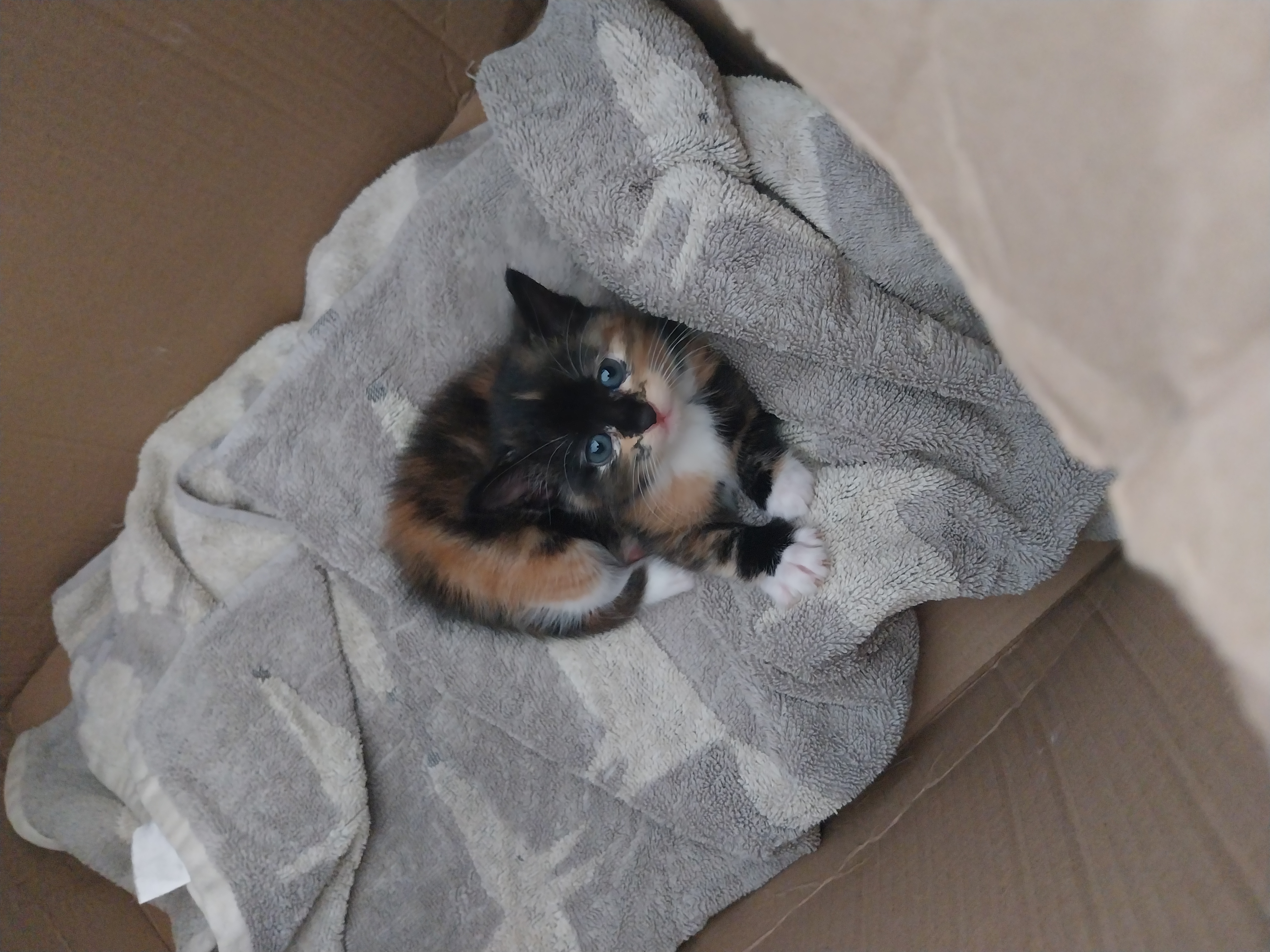 Other Cats – Woodbridge