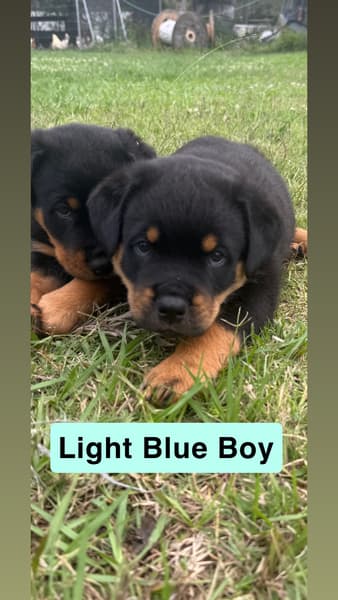 Rottweiler – Morayfield
