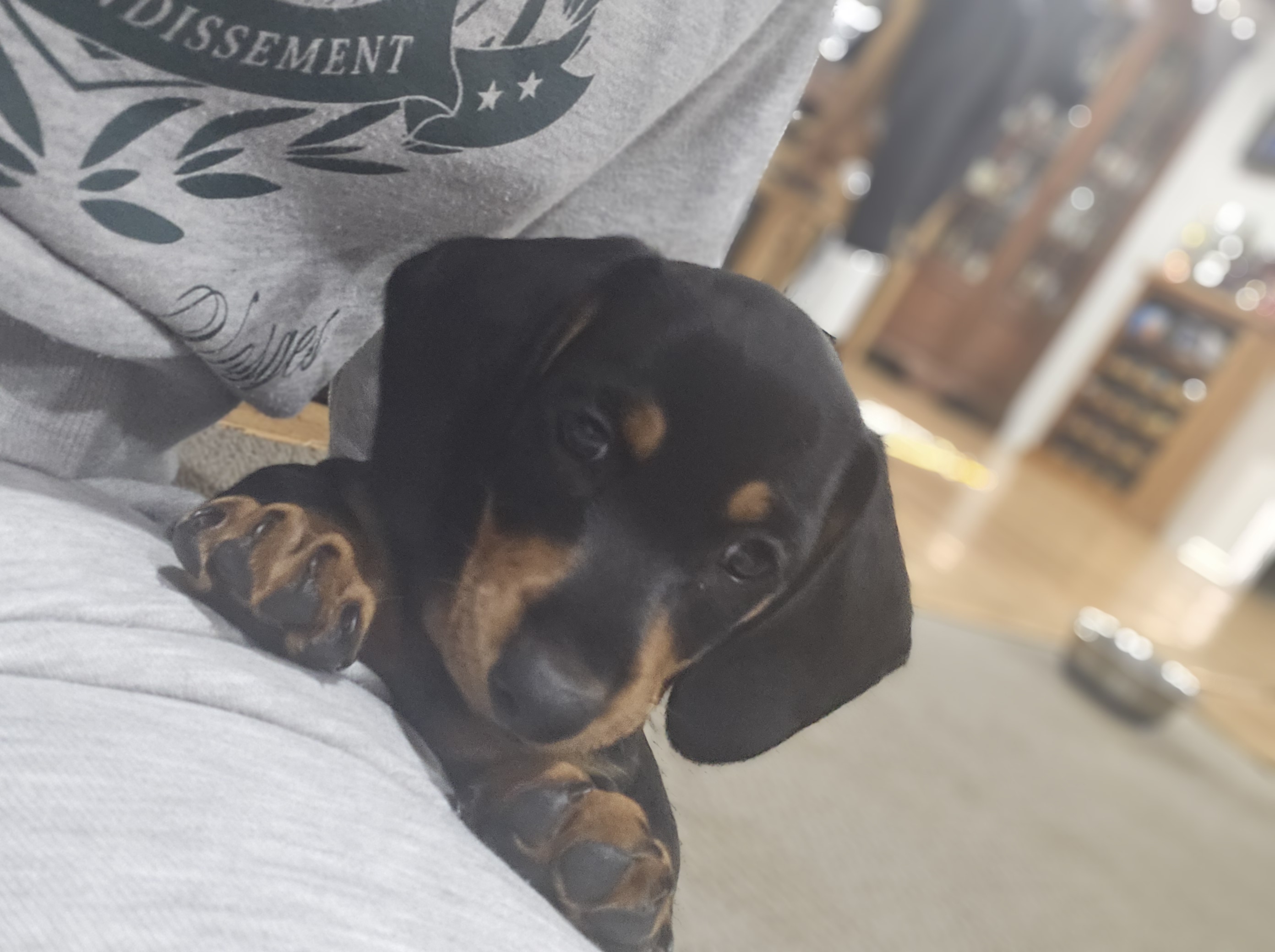 Dachshund – Top Camp