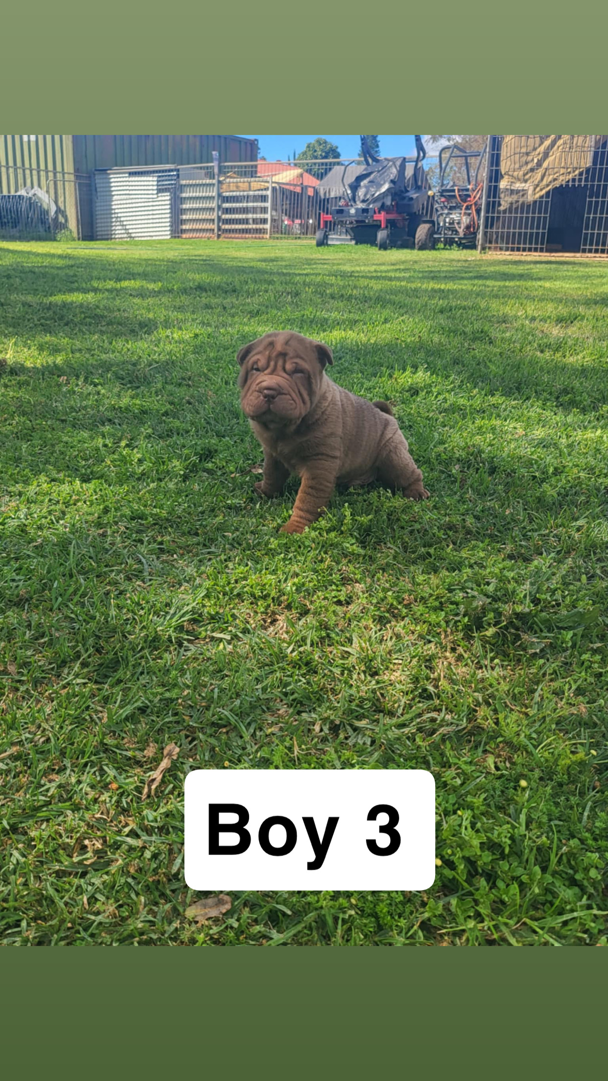 Shar Pei – Cotswold Hills