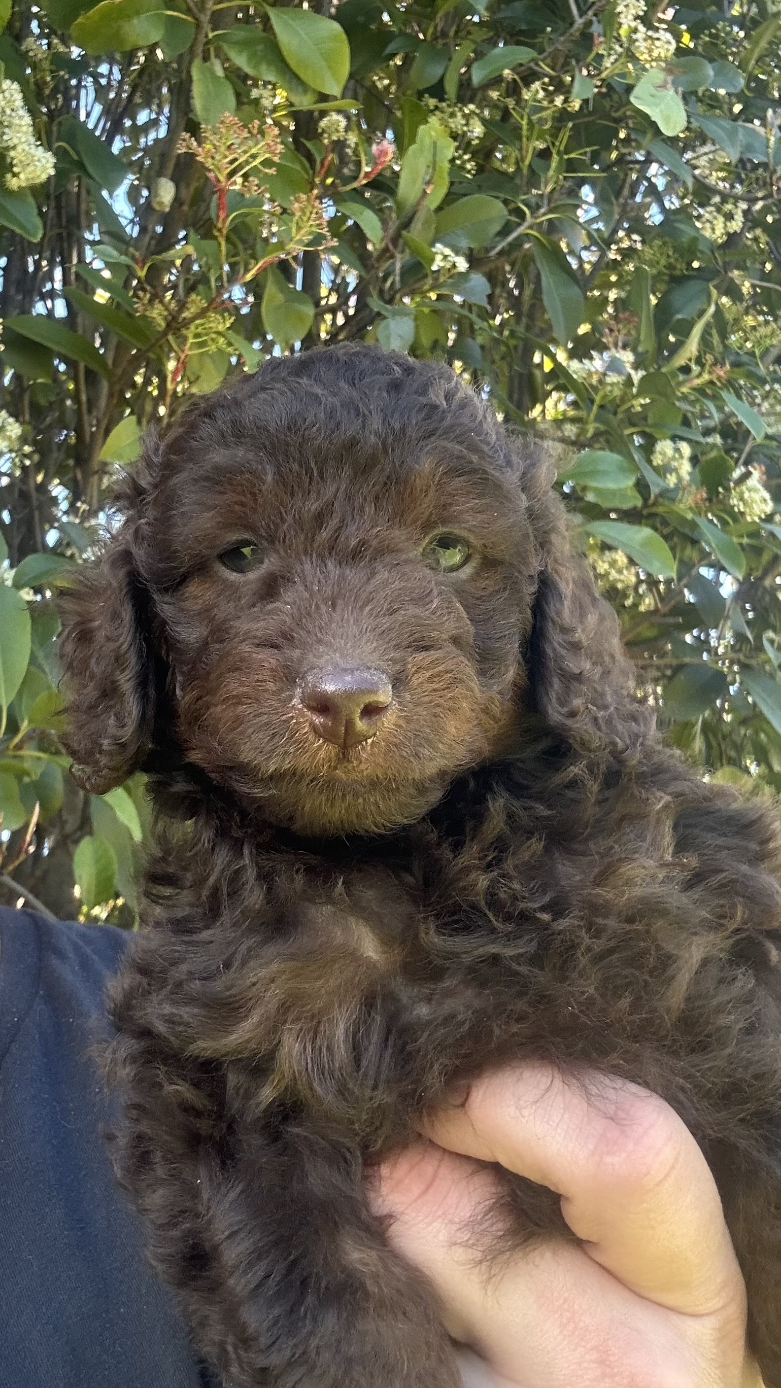 Cavoodle – Highbury