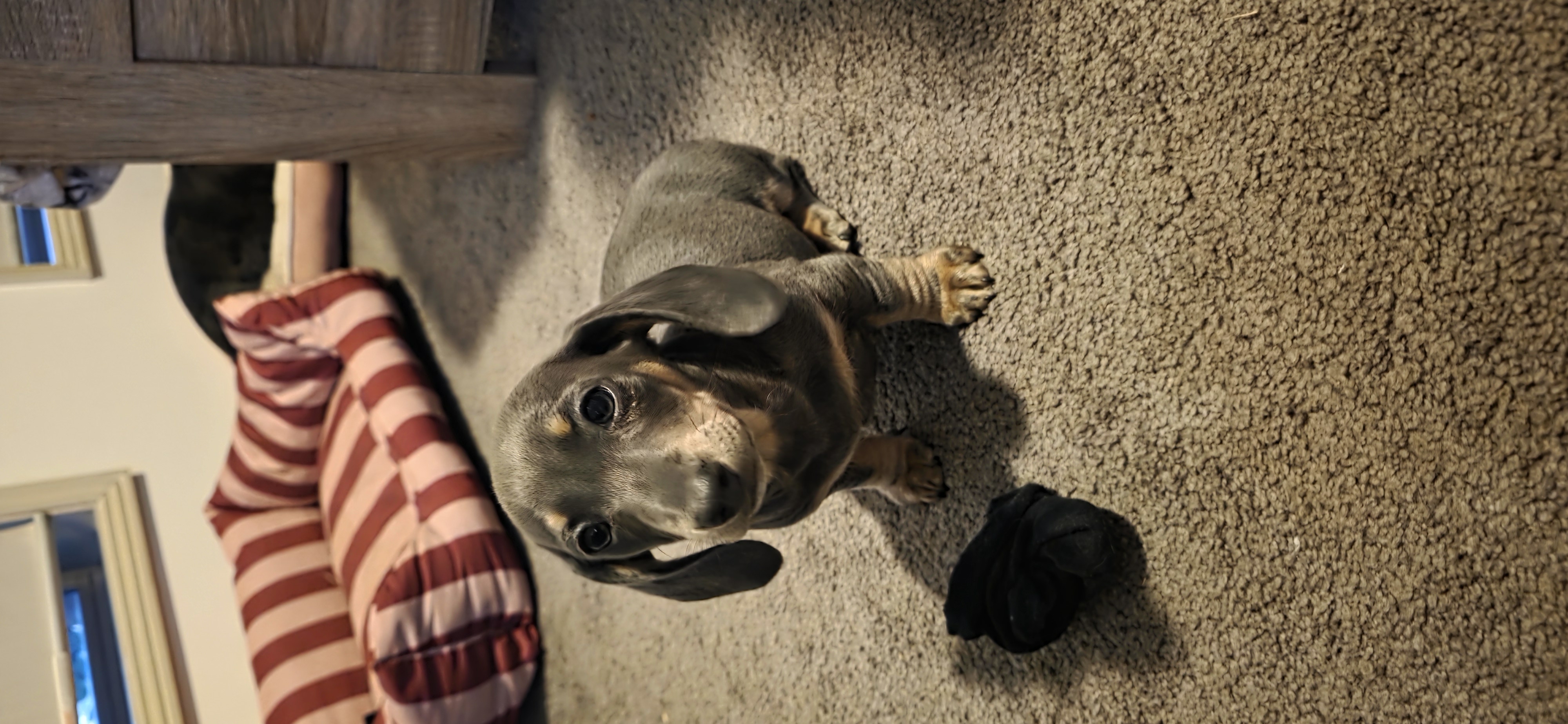 Dachshund – Maitland