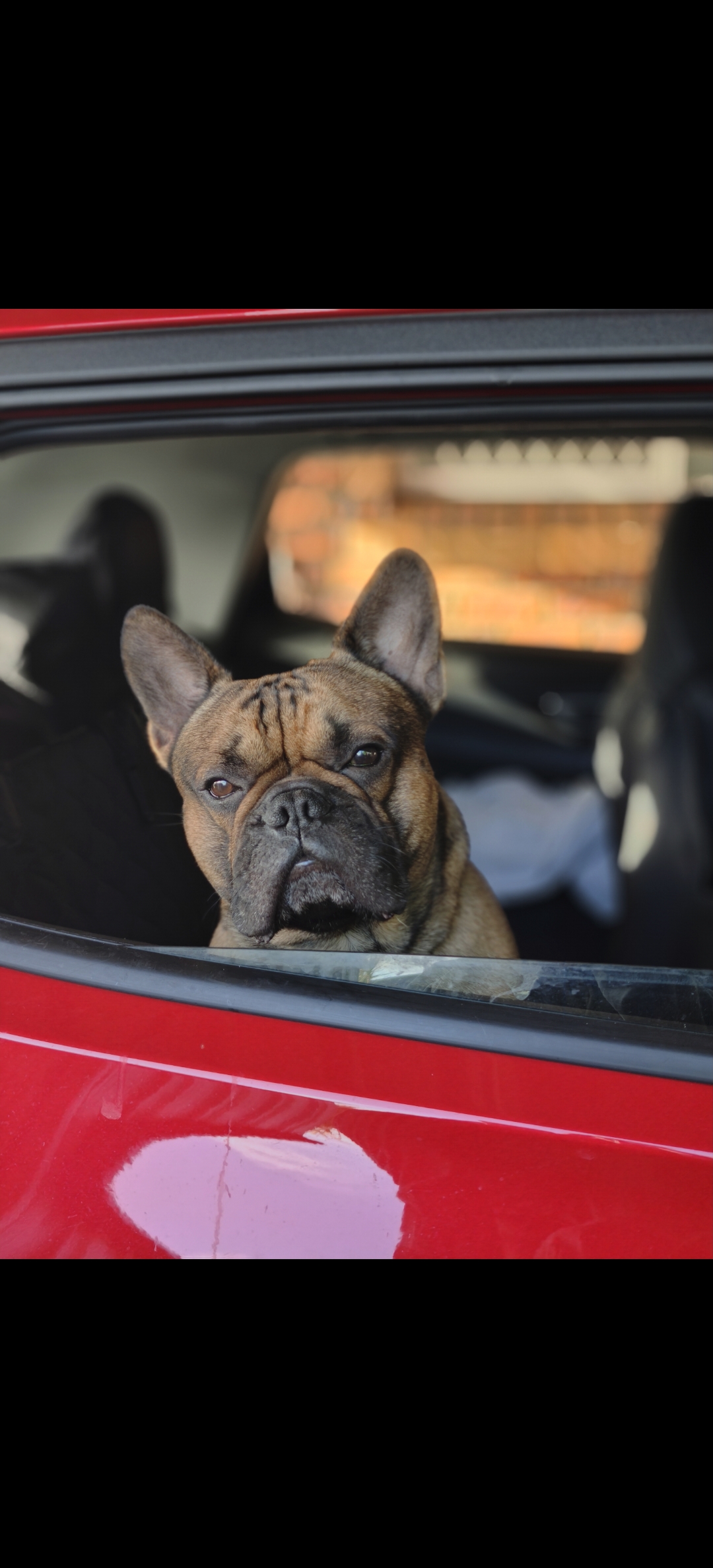 French Bulldog – Broken Hill