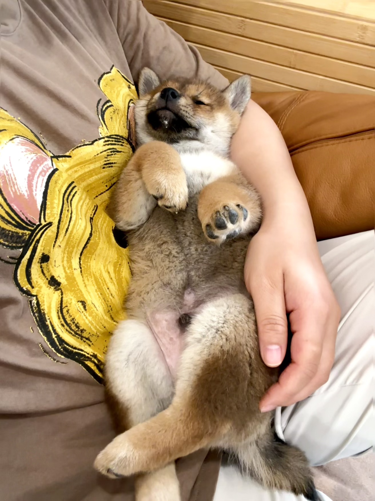 Shiba Inu – Lightsview