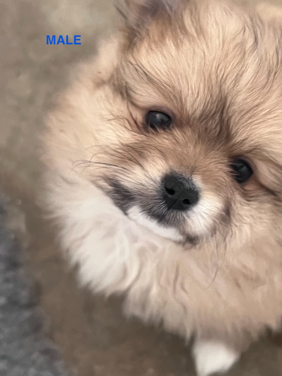 Pomeranian – Marks Point