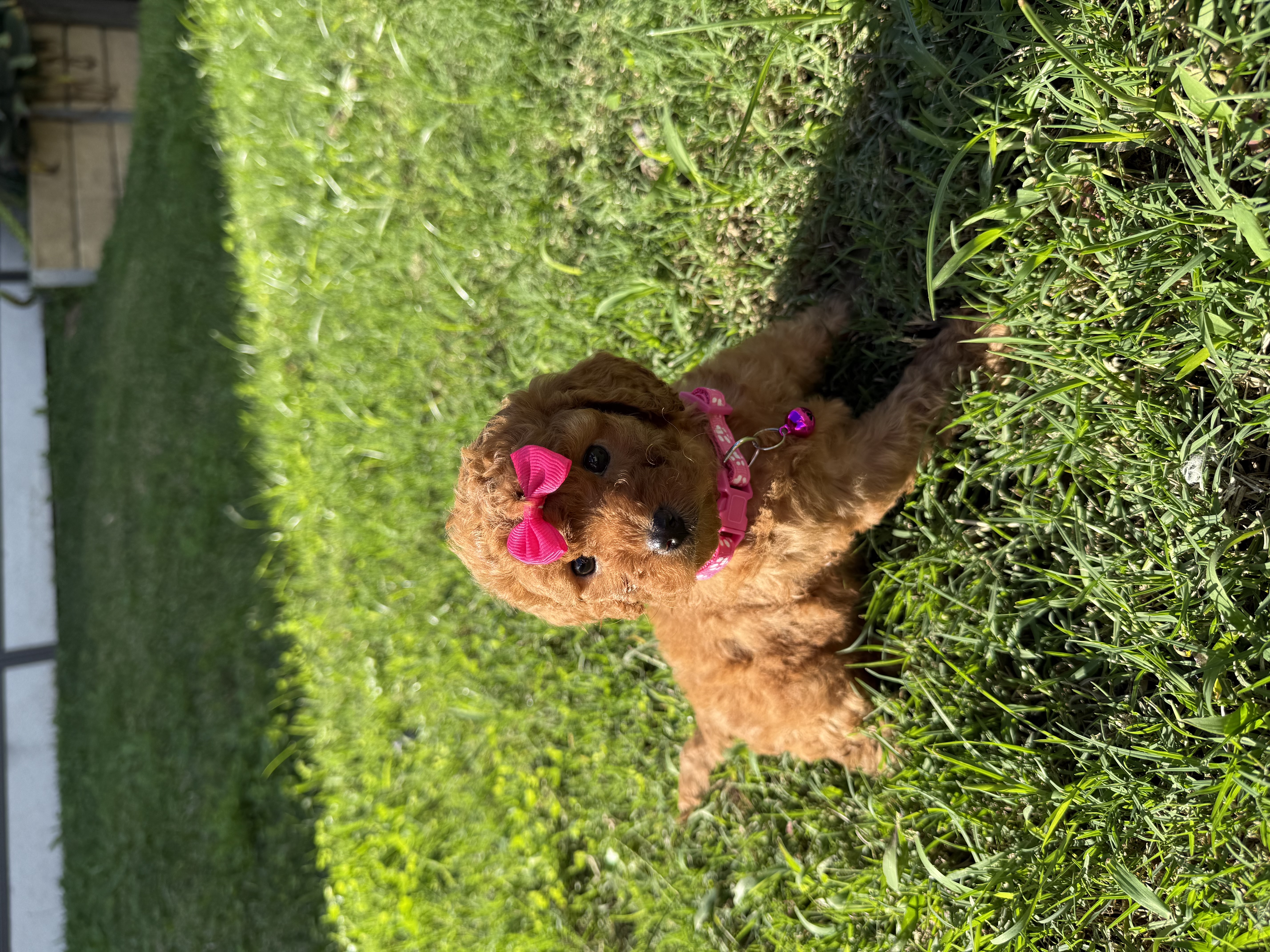 Cavoodle – Brisbane