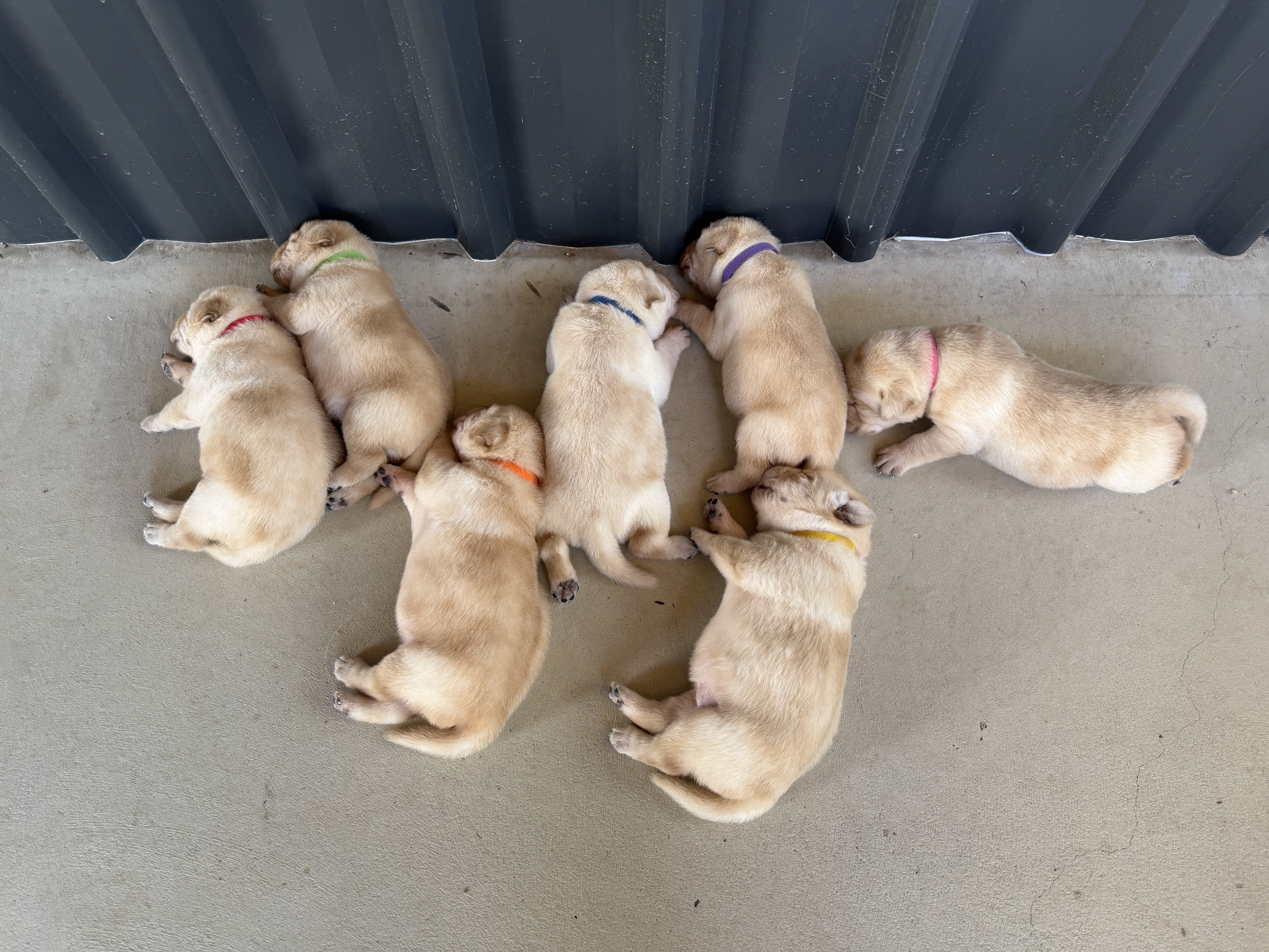 Labrador Retriever – Bowen