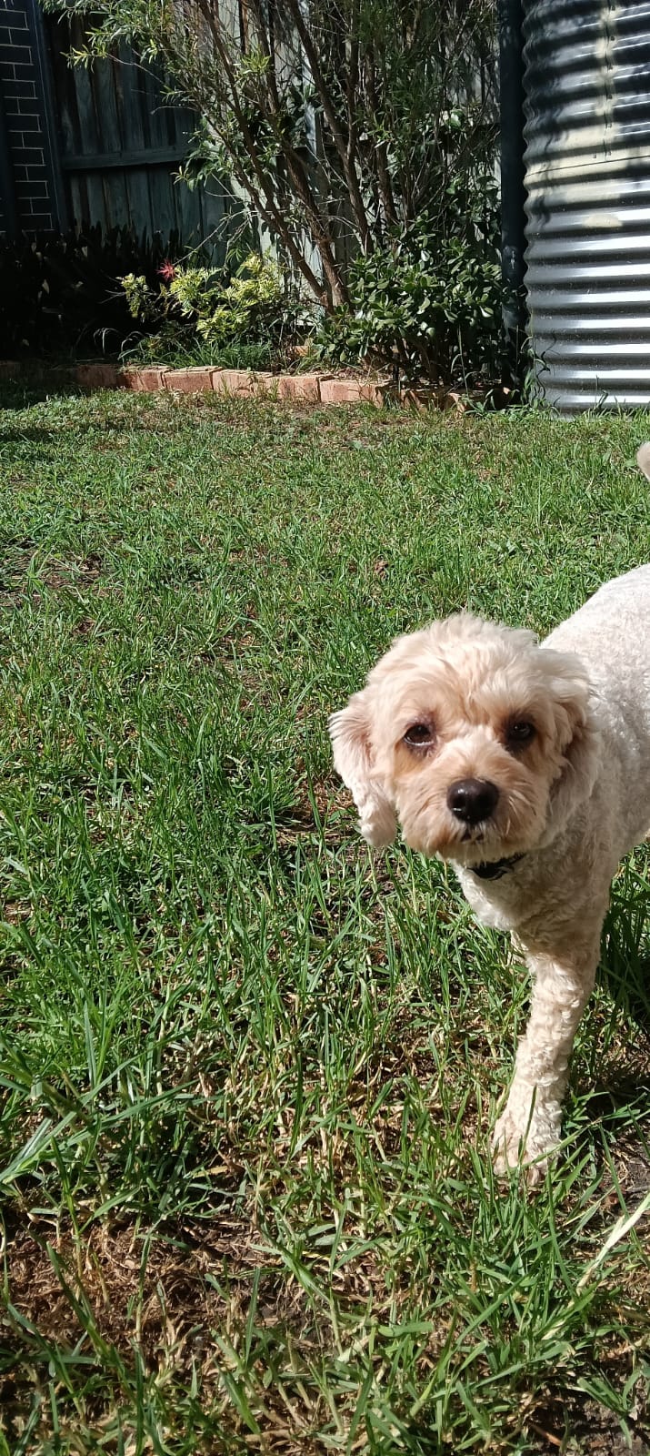 Cavoodle – Penrith