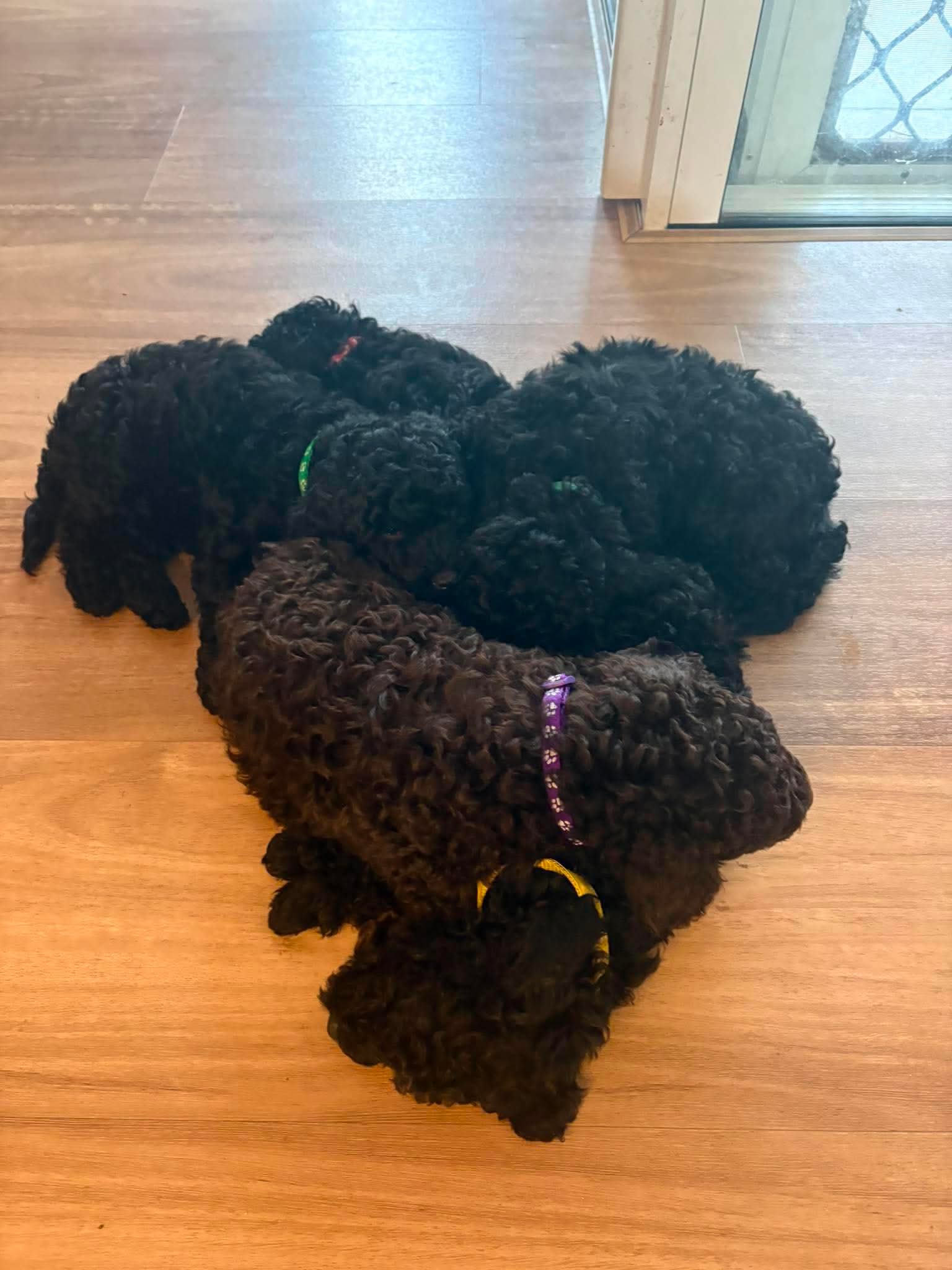 Poodle Mini – Kensington Grove