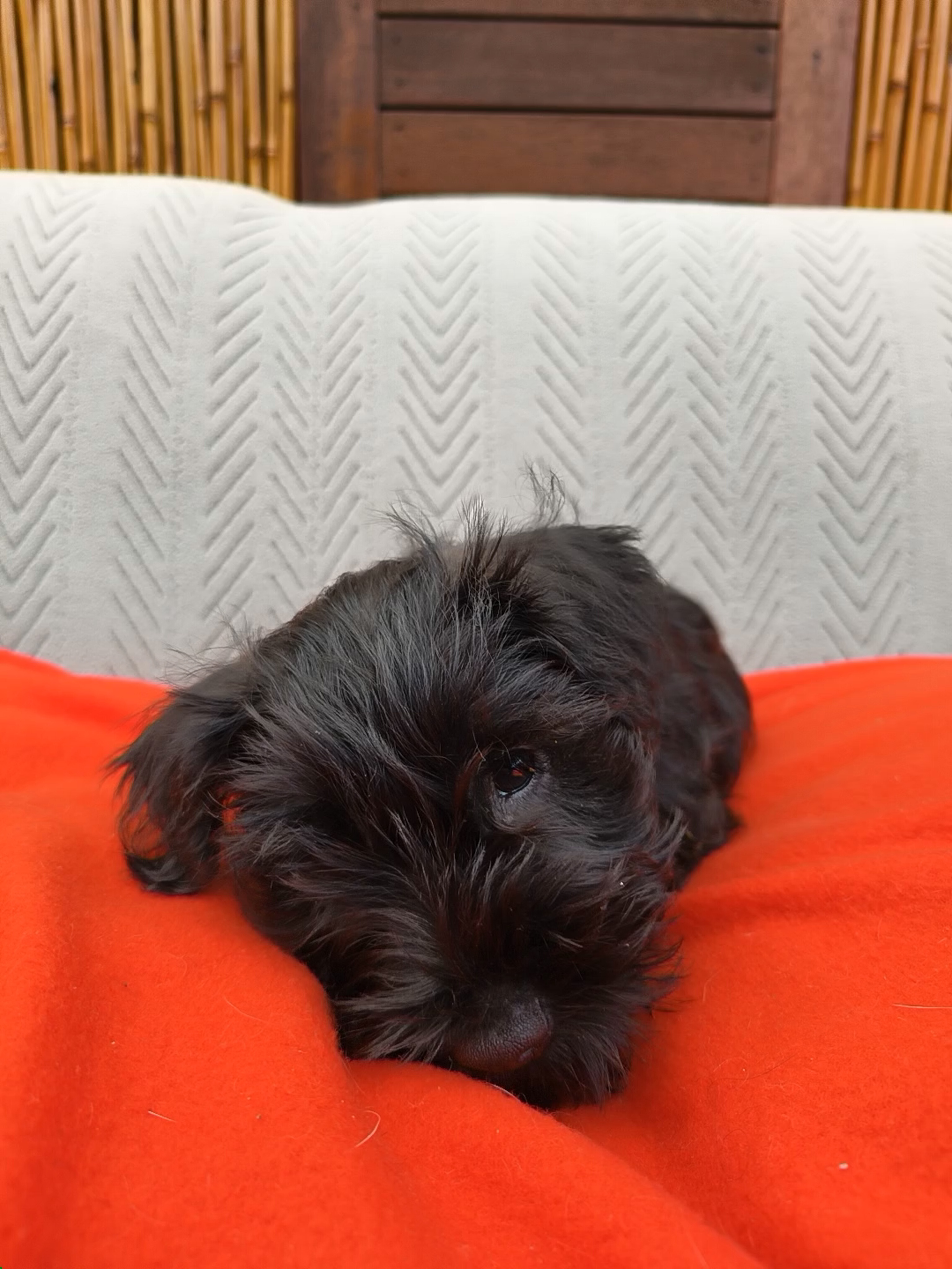 Schnauzer (Miniature) – Delahey