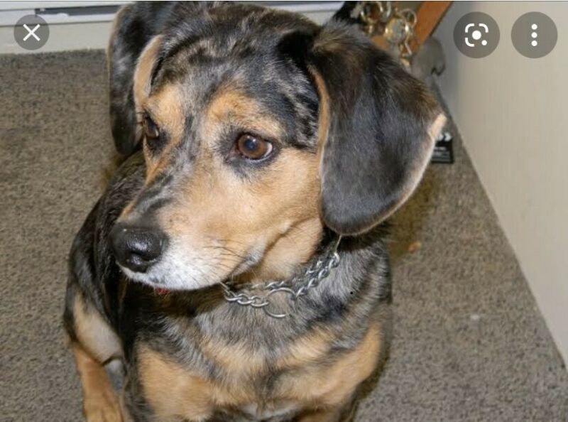 Dachshund – Clifton Grove