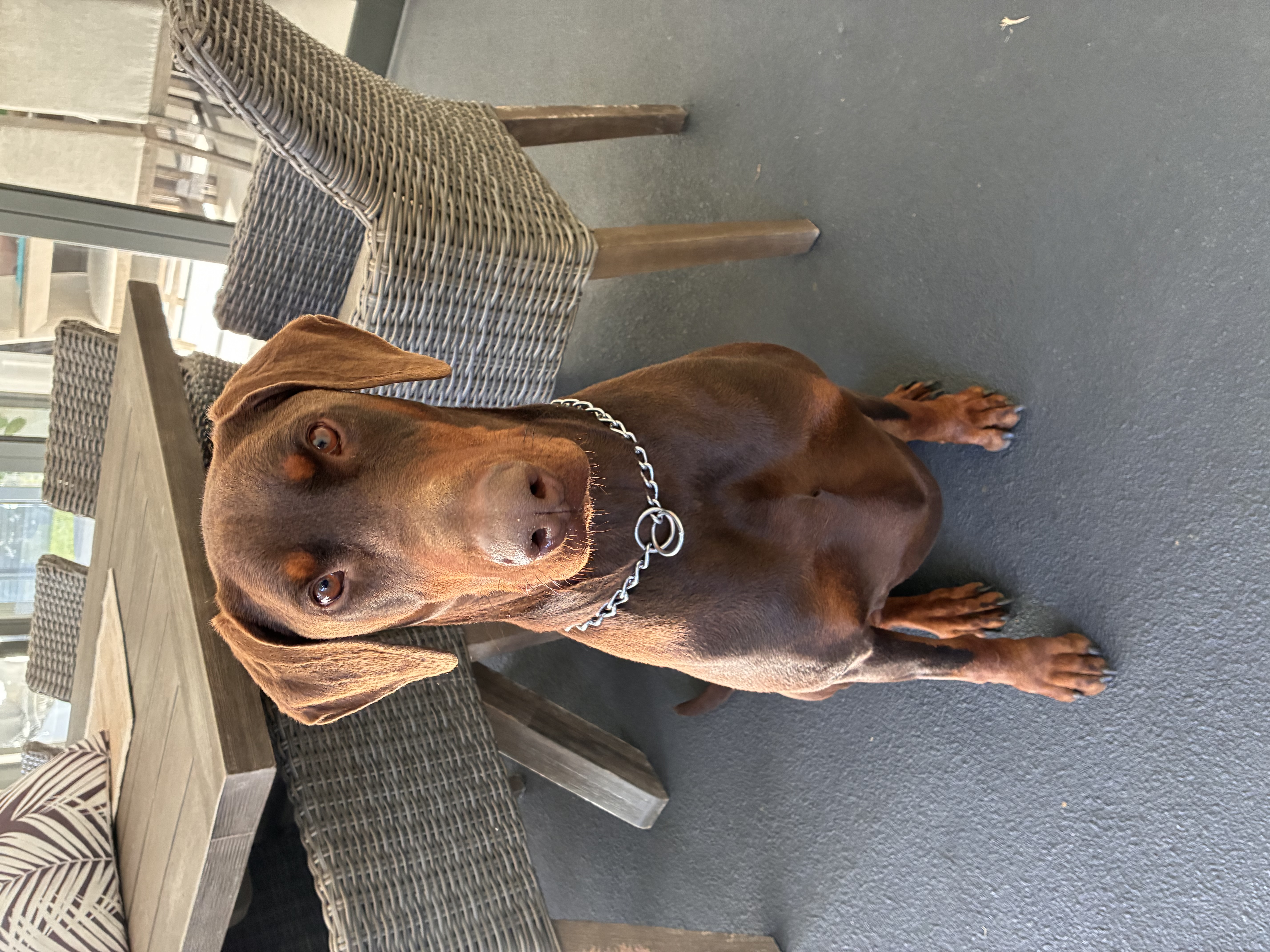 Dobermann – Harrington Park