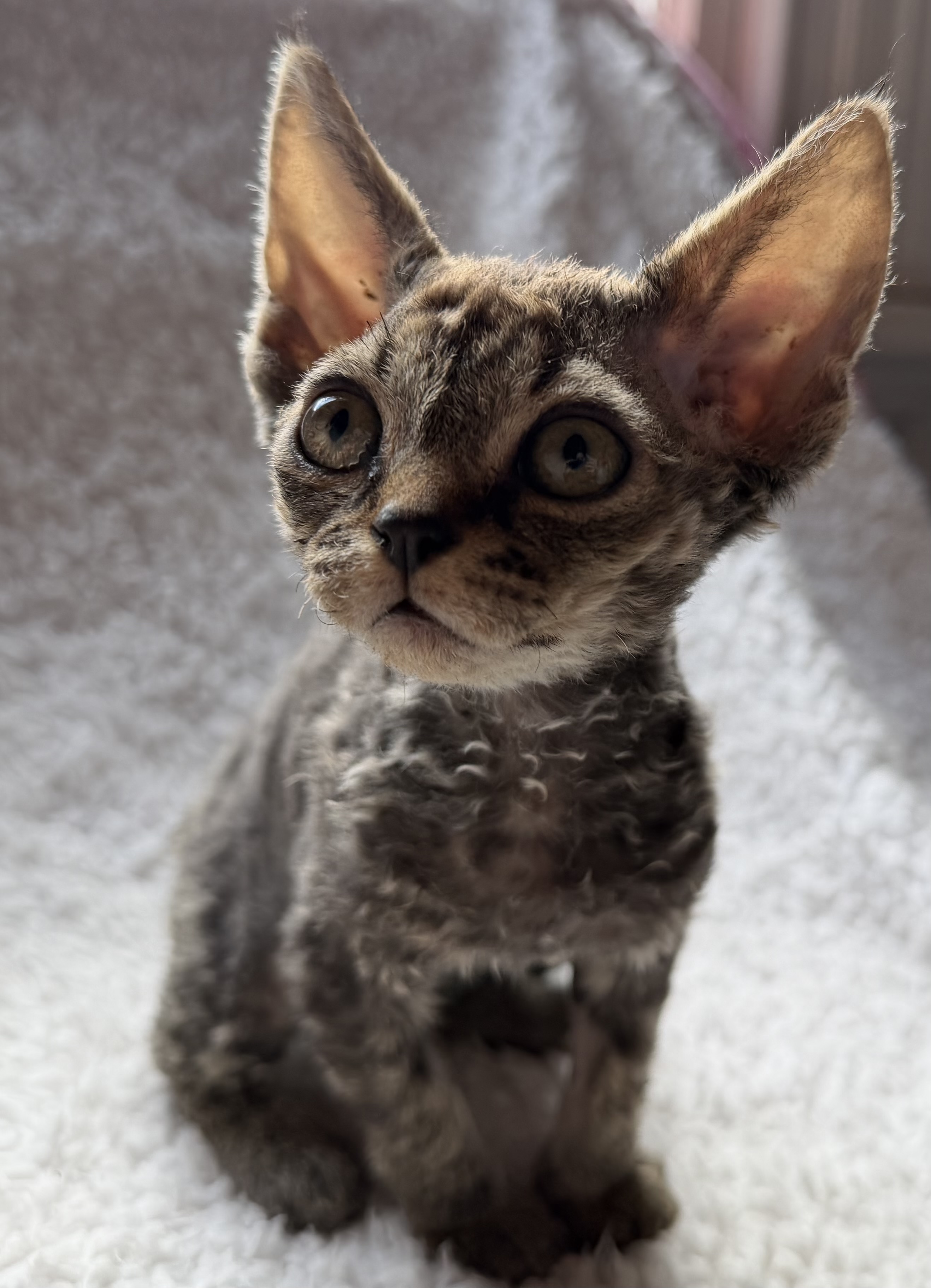 Devon Rex – Willaura