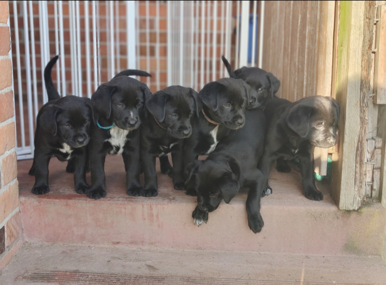 Labrador Retriever – Traralgon