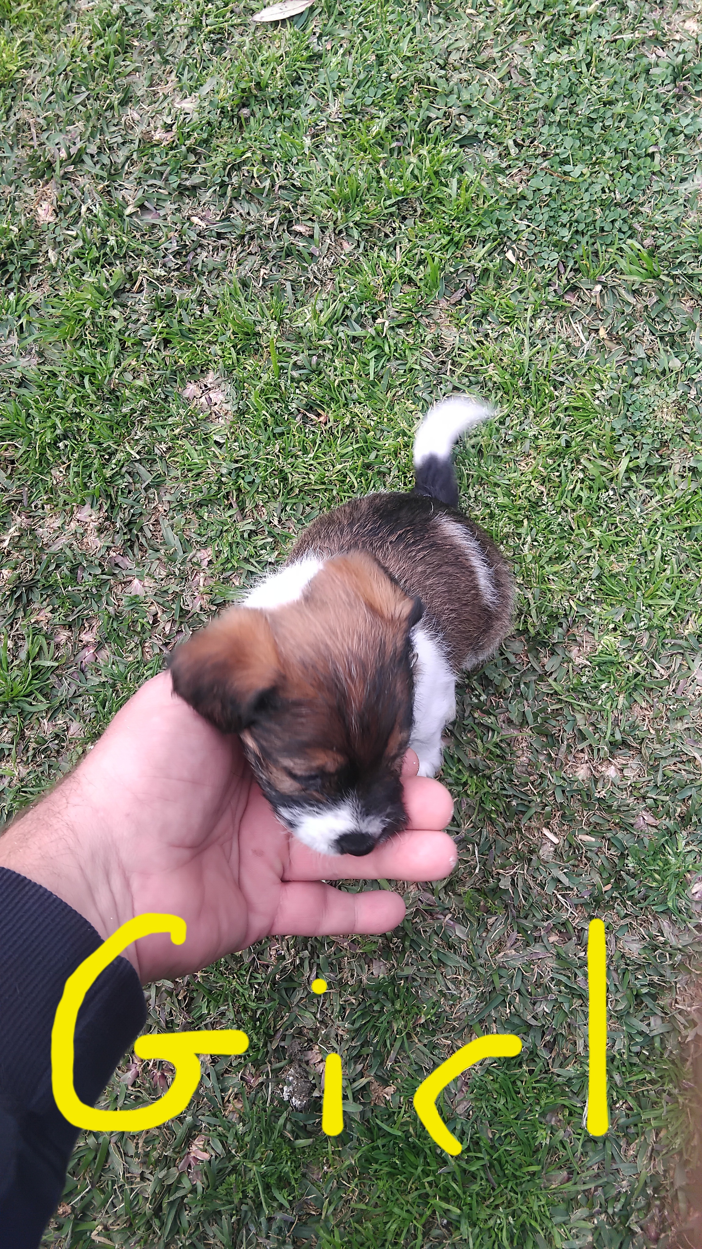 Shih Tzu – Muswellbrook