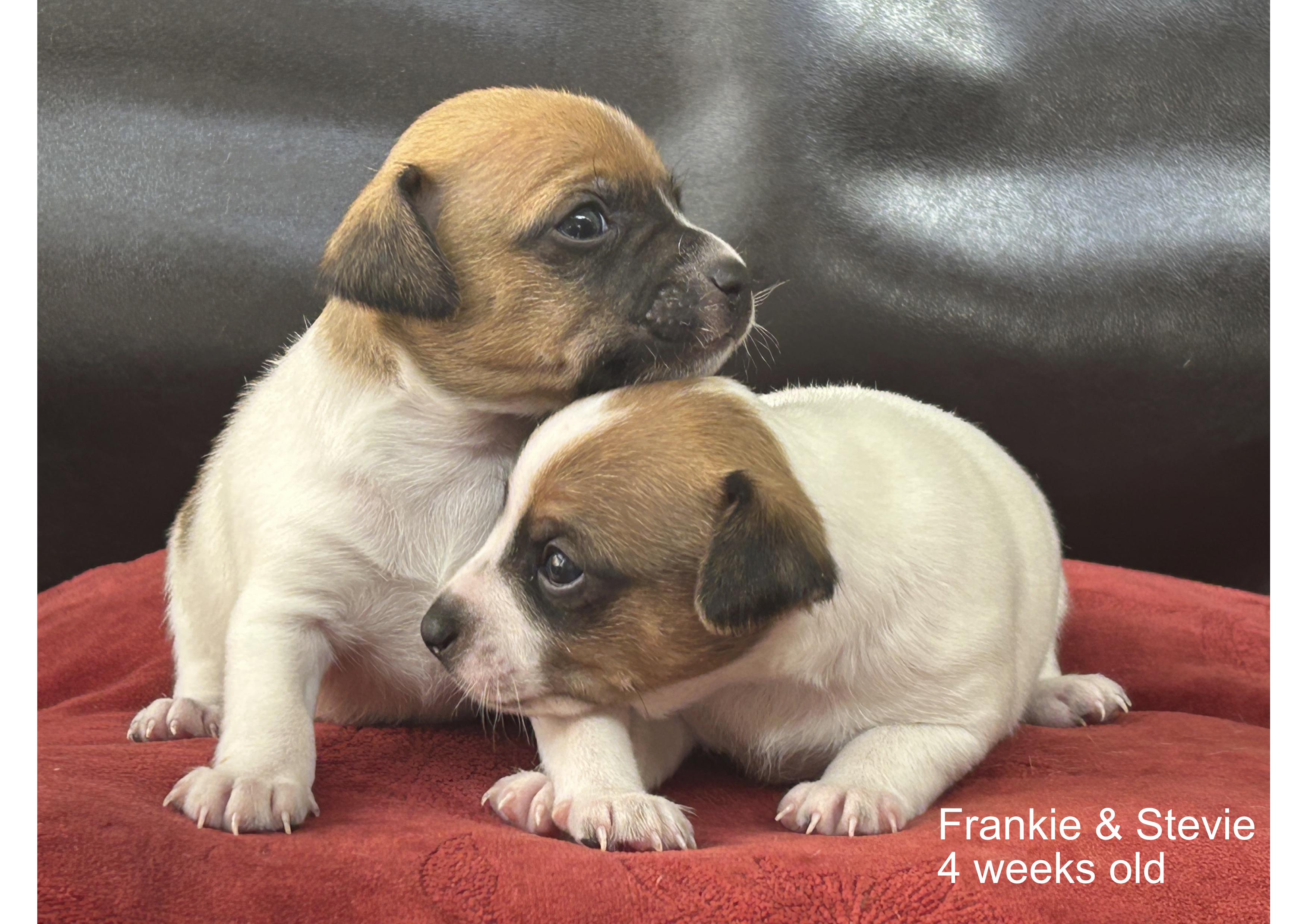 Fox Terrier – Collingwood