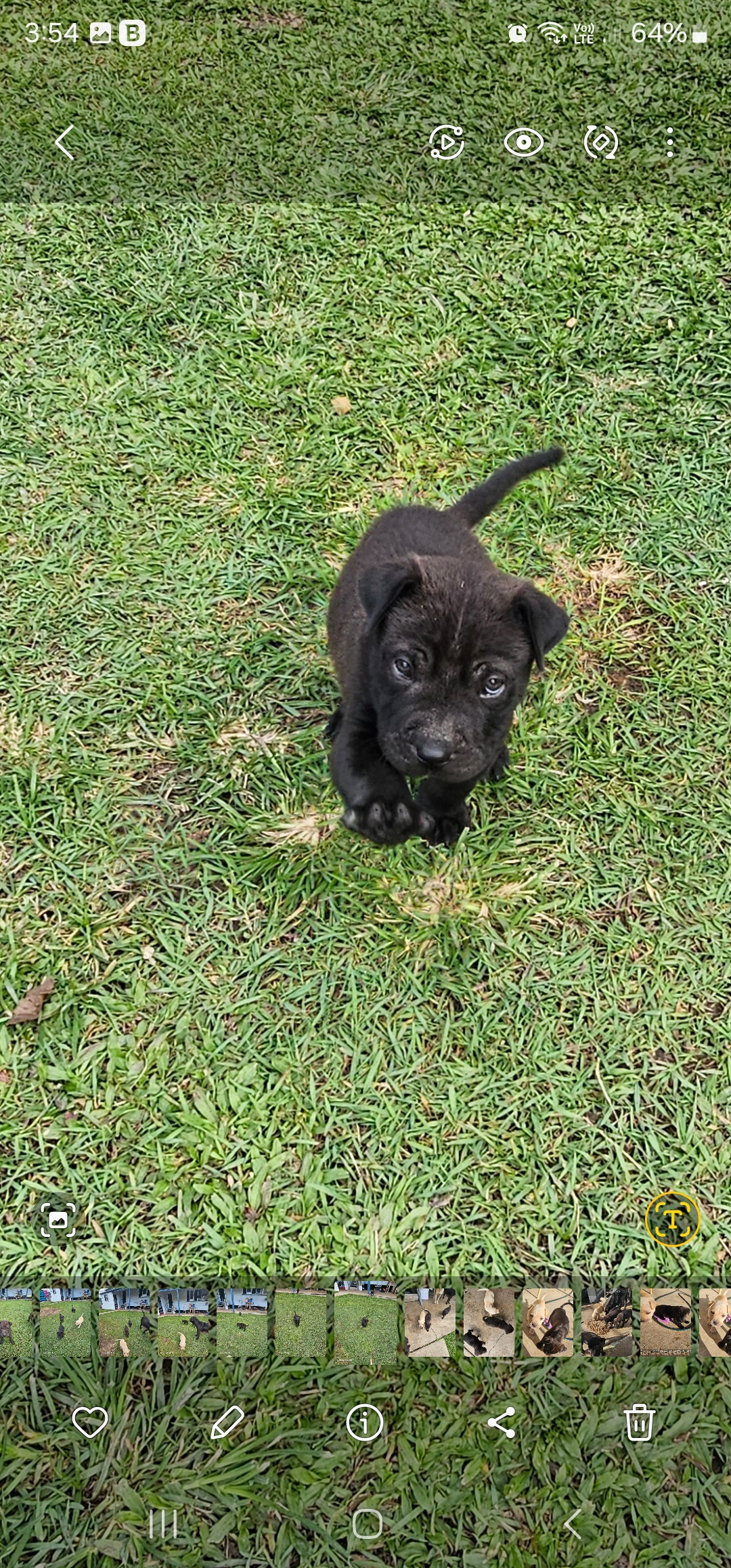 Shar Pei – Gulliver