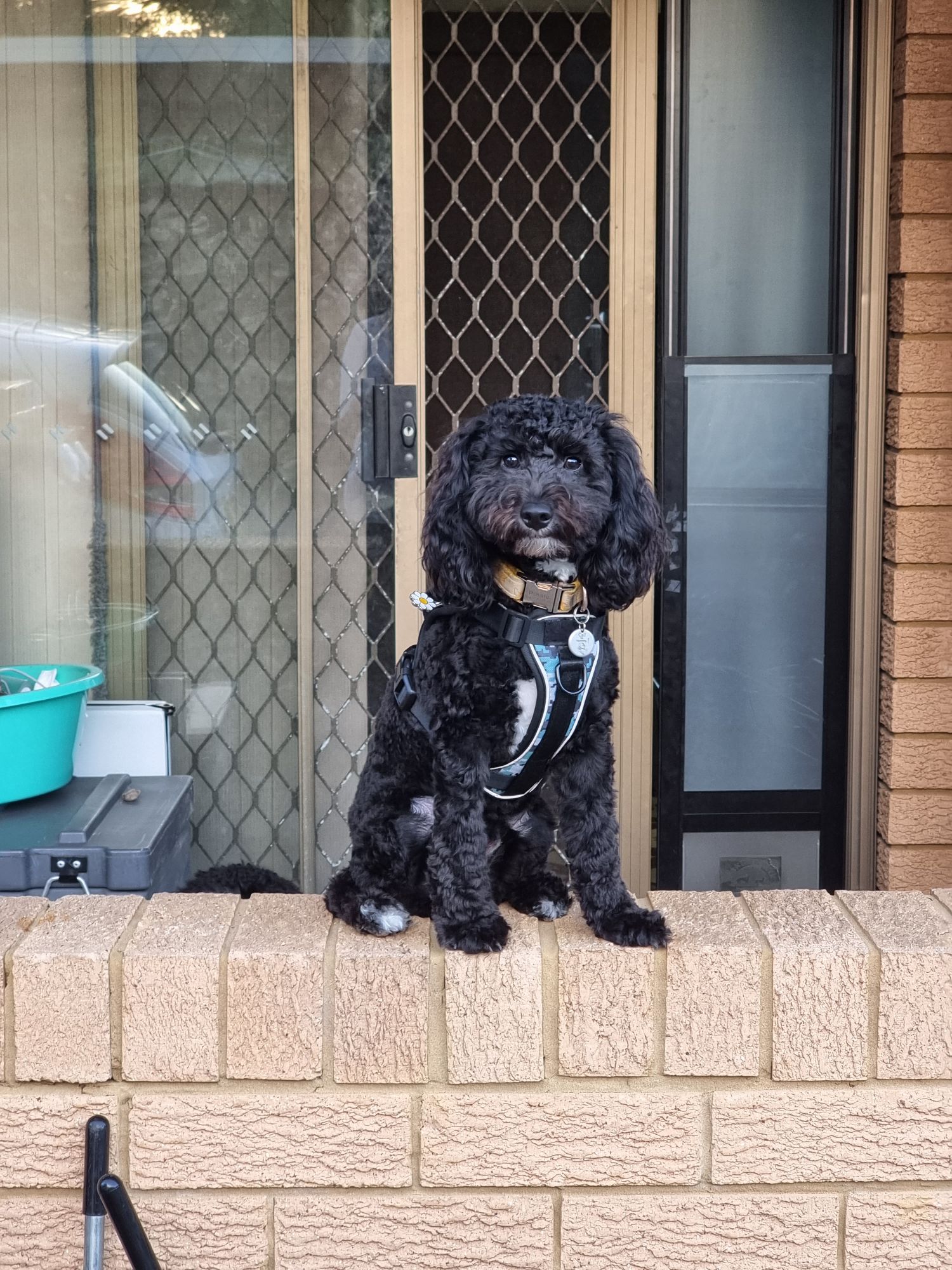 Spoodle – Tuggerah