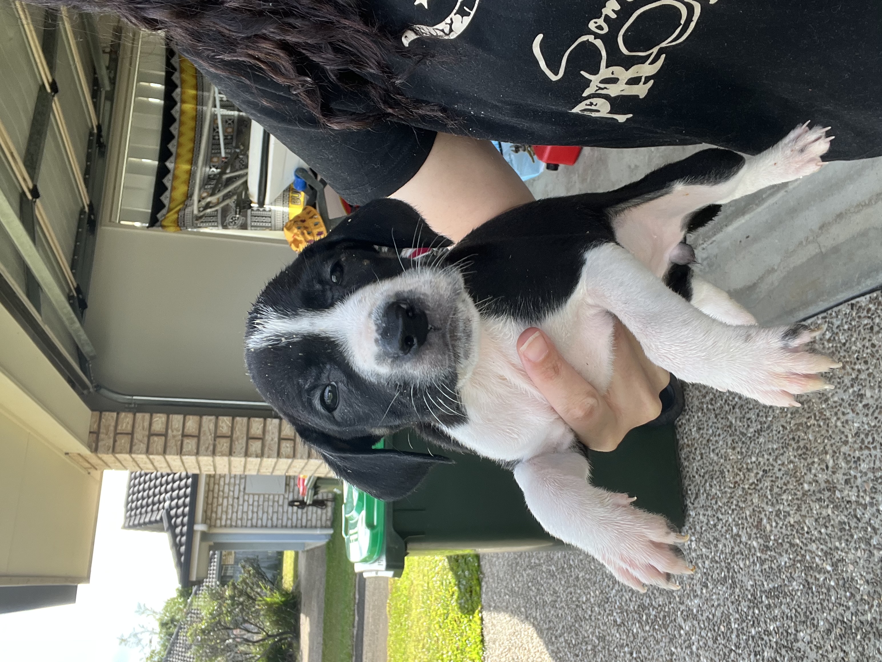 Dogs – Morayfield