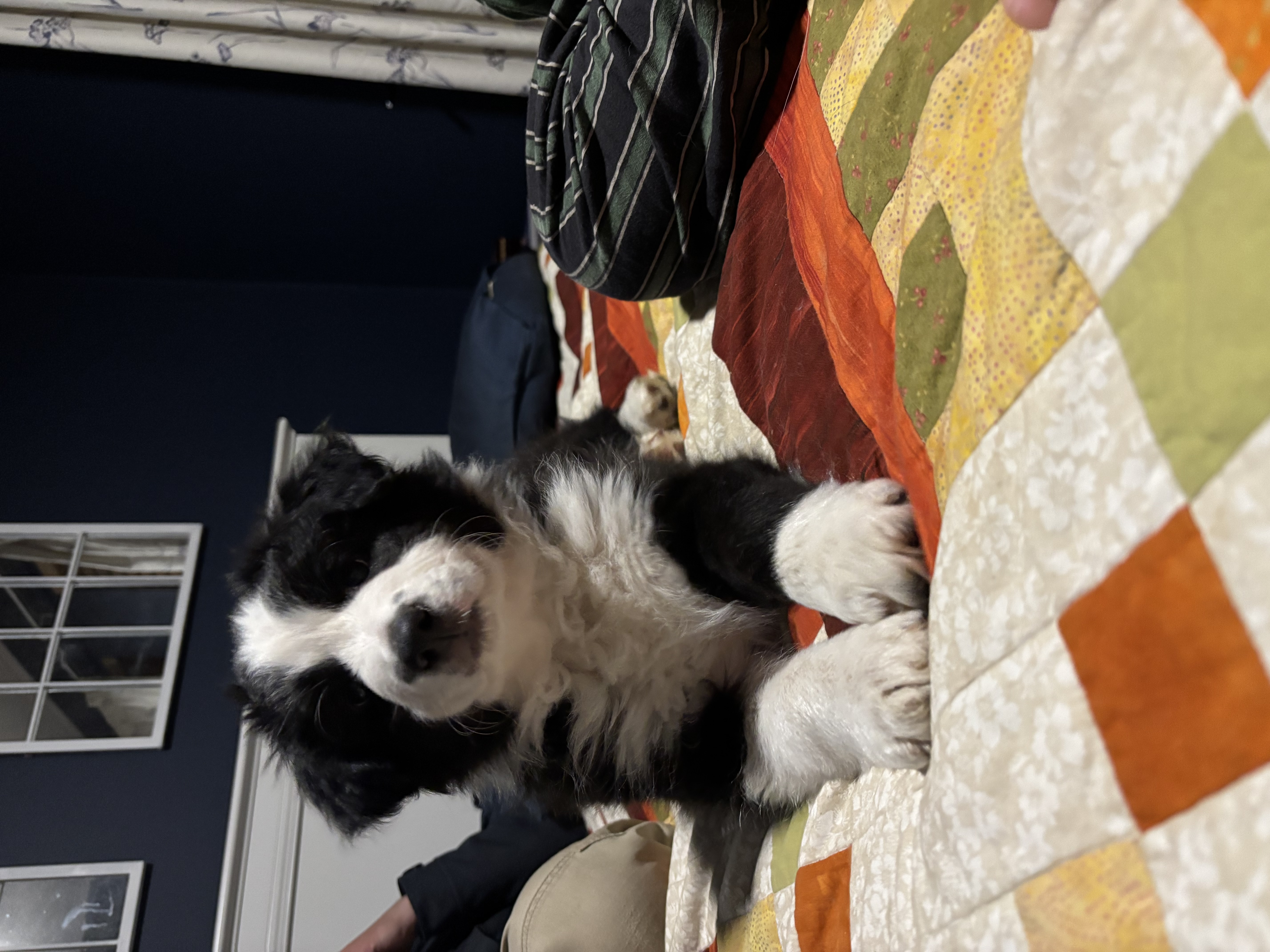 Border Collie – Rogue Collies
