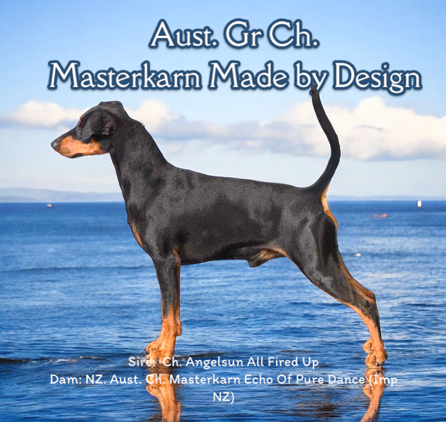 German Pinscher – Fernvale