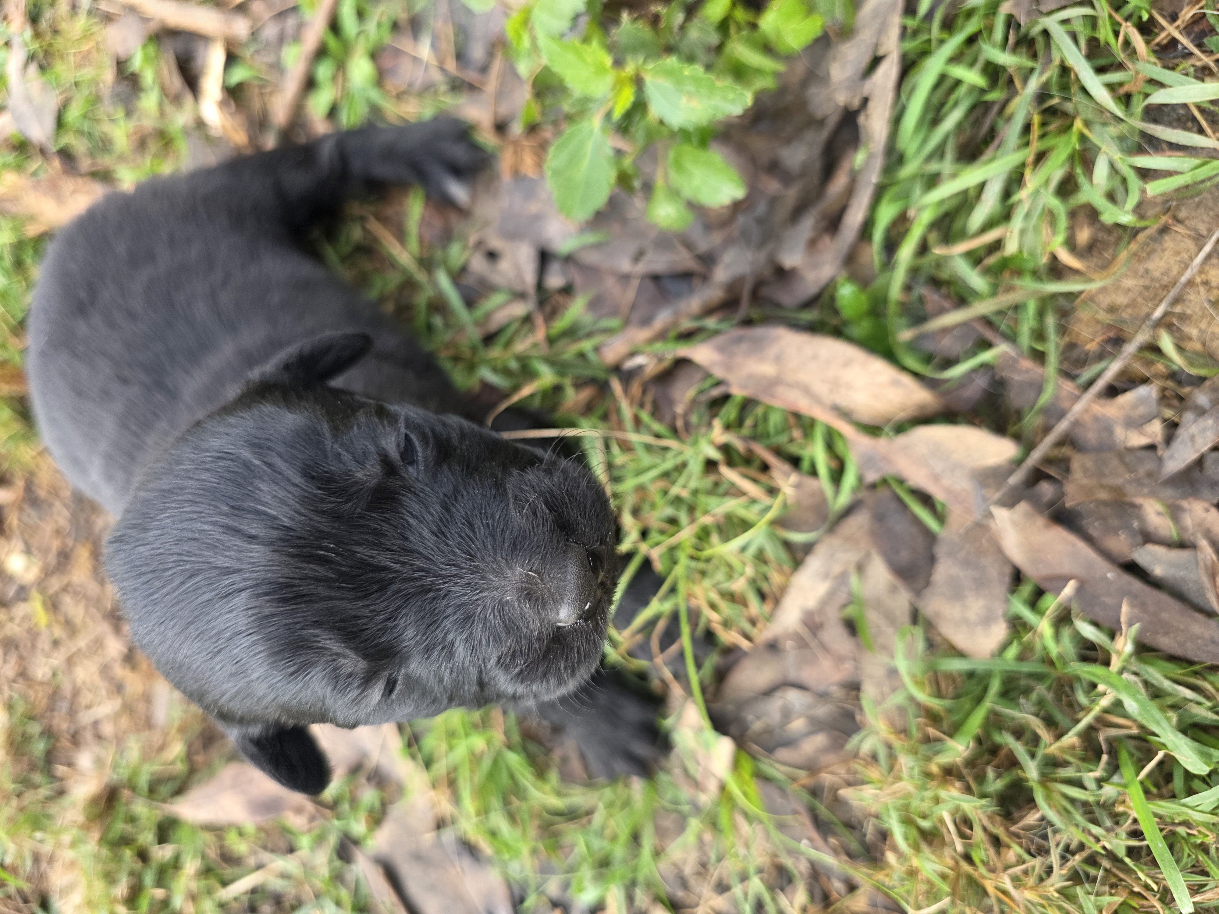 Border Collie – Benarkin North