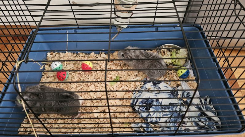 Guinea Pig – Devonport