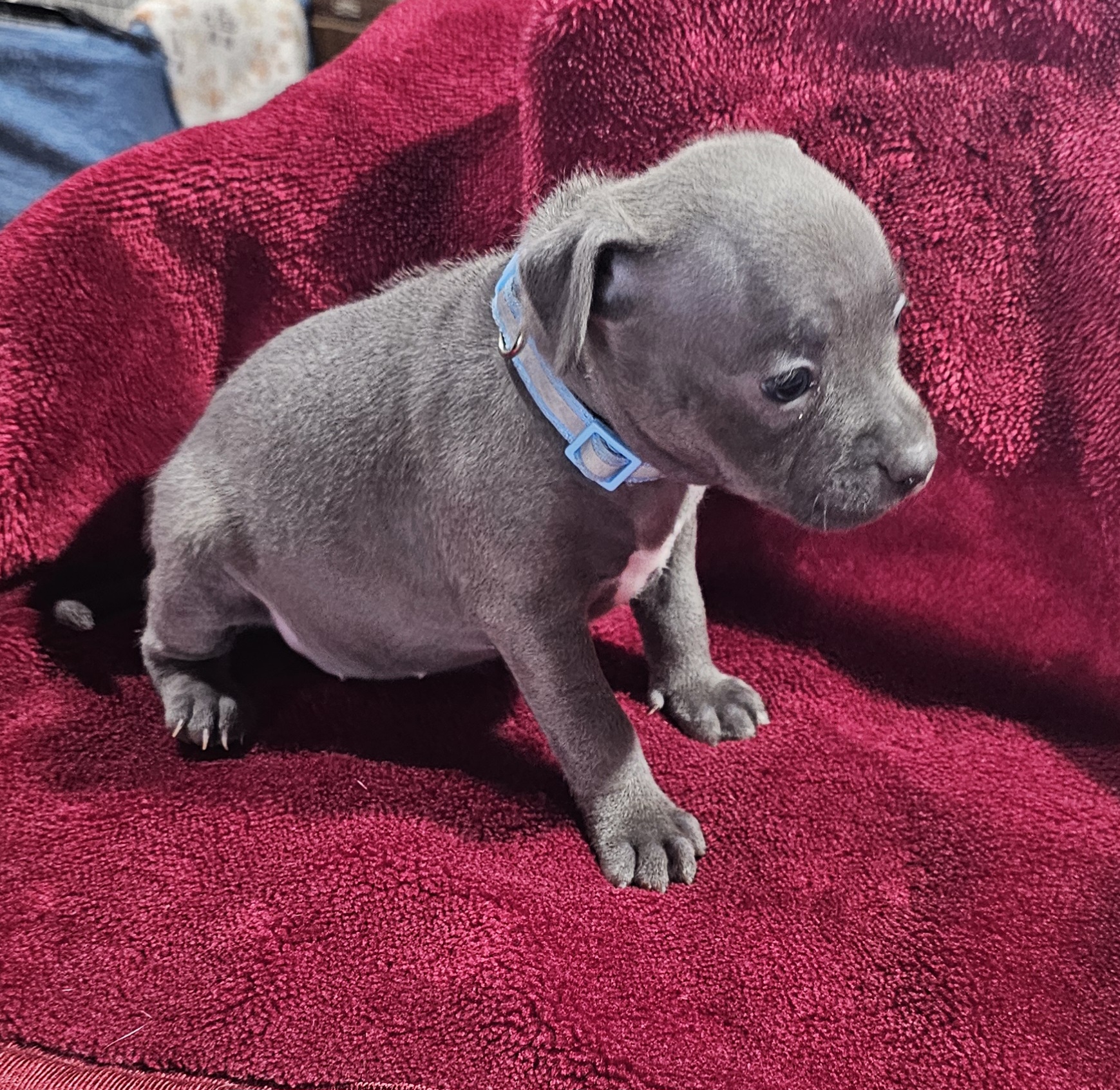 Blue Staffordshire Bull Terrier with White features