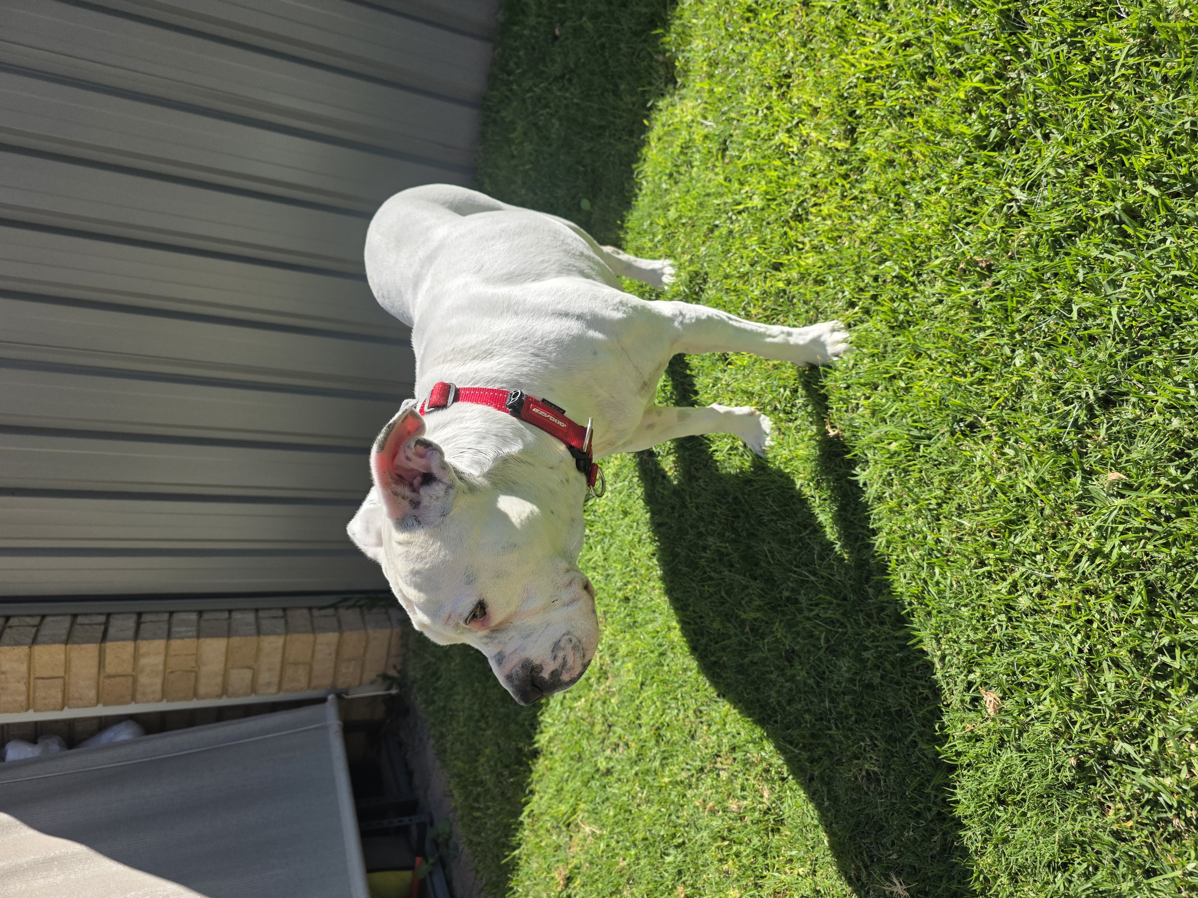 American Staffordshire Bull Terrier – Bayswater