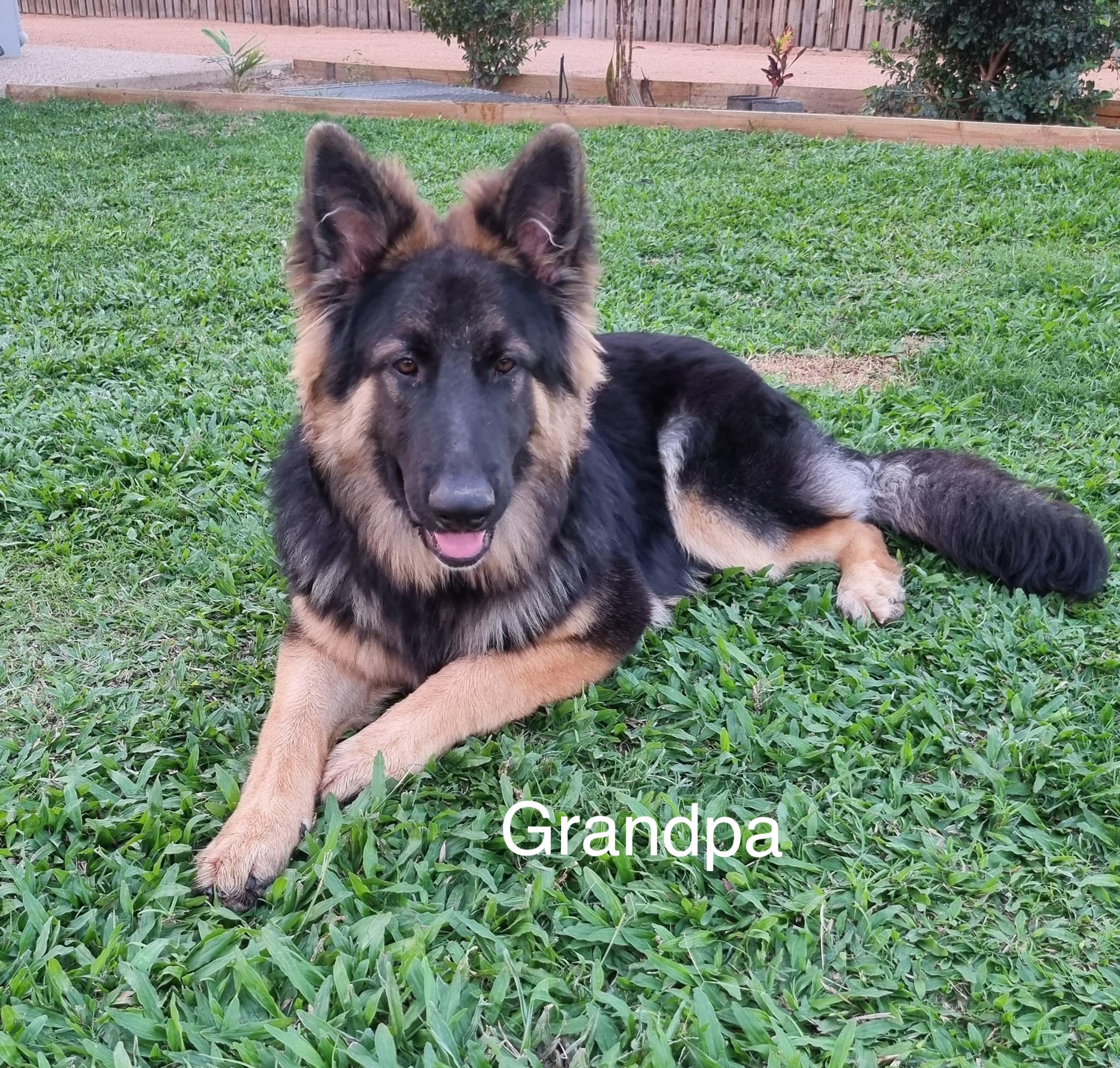 Dogs Bowen PetsForHomes