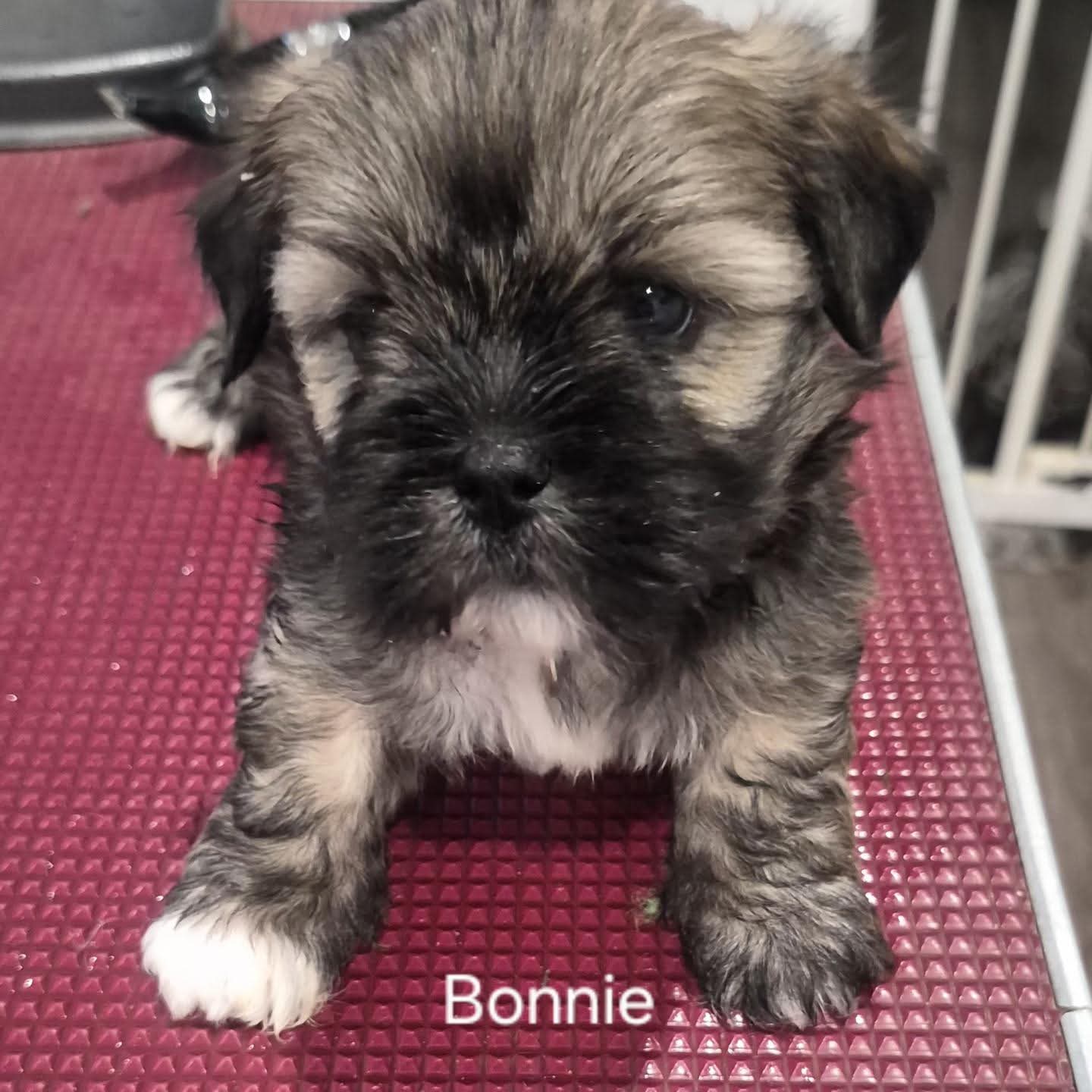 Lhasa Apso – Freeling