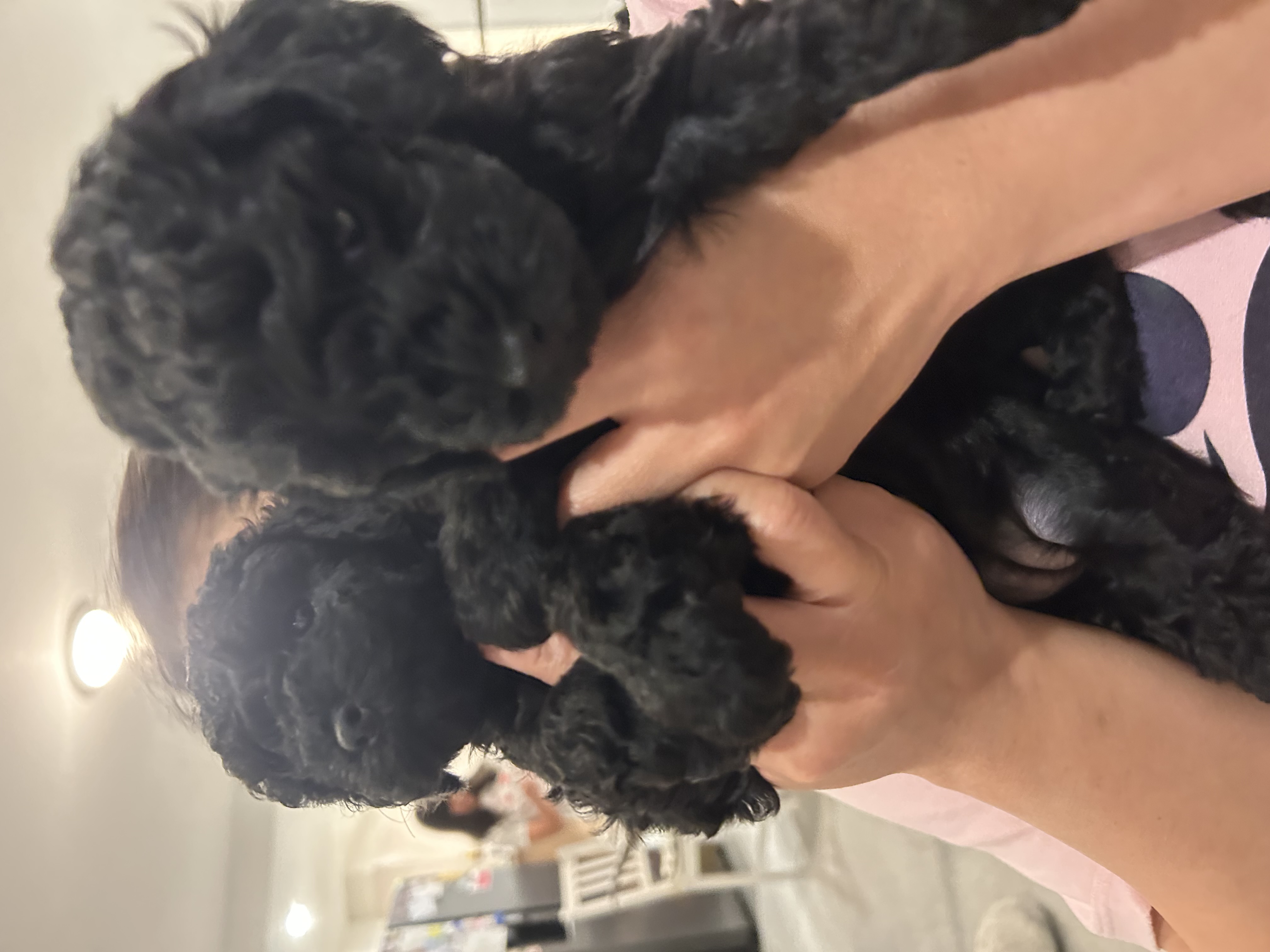 Toy Poodle – Garran