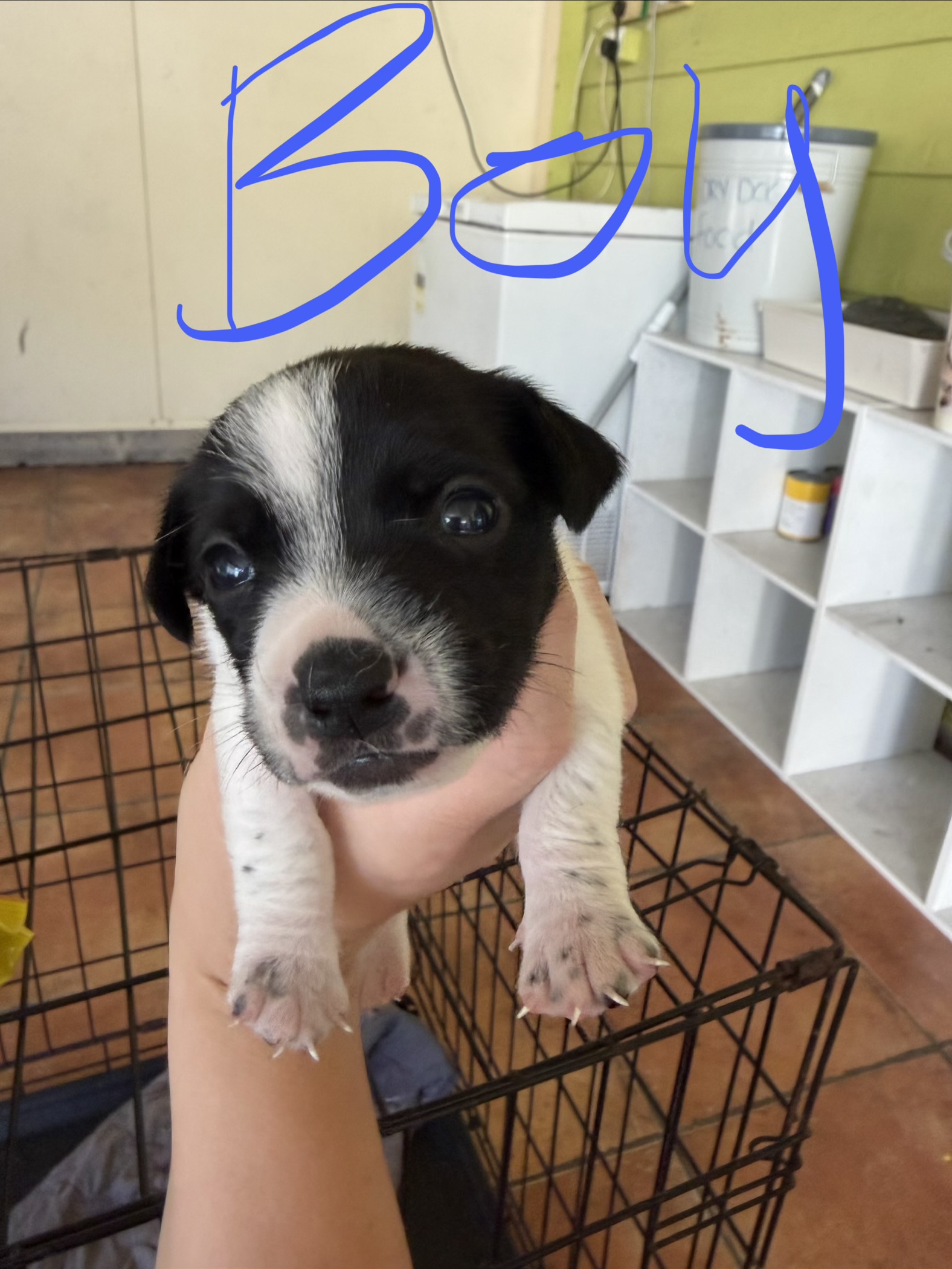 Foxy – Deception Bay