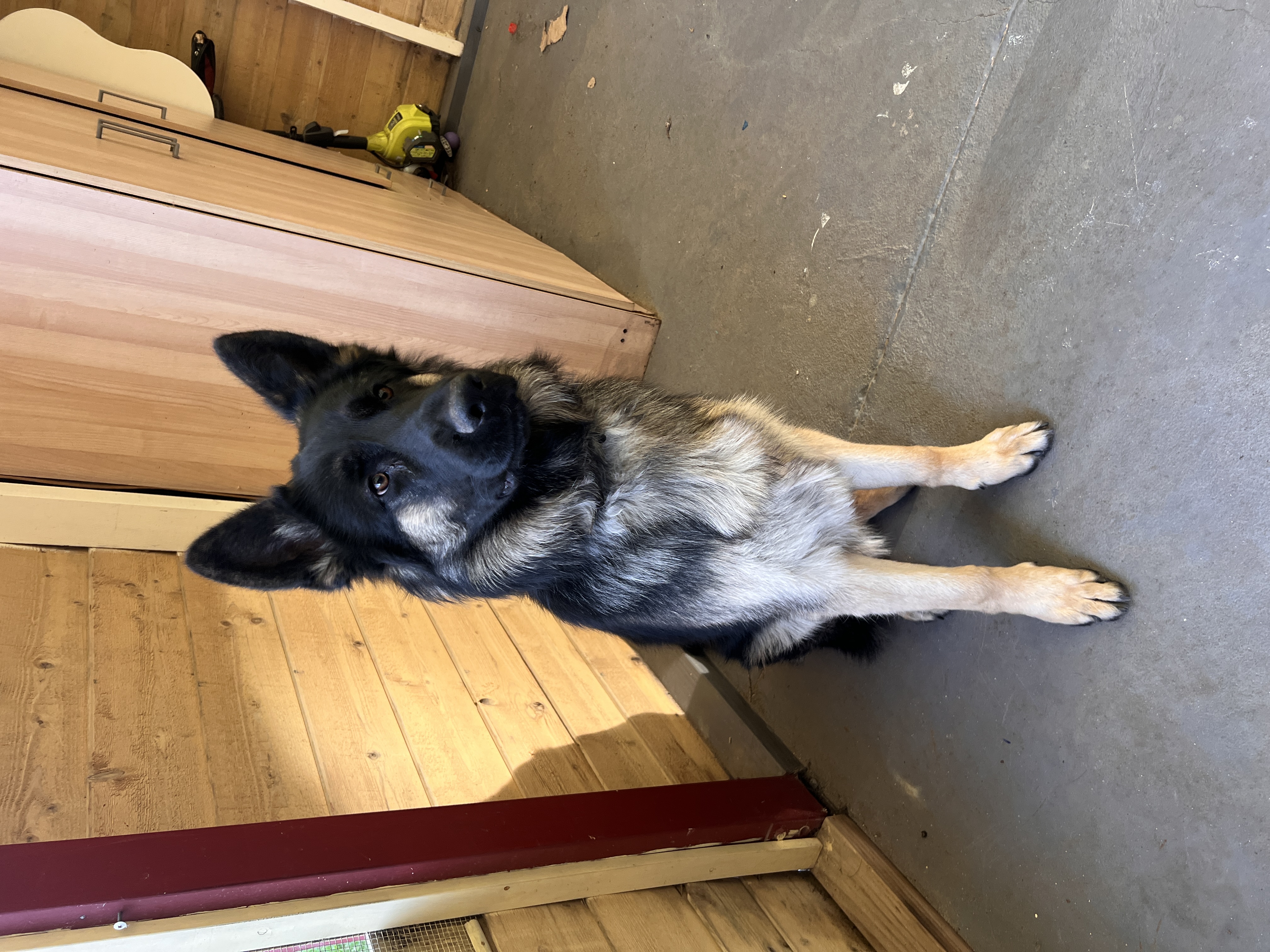 German Shepherd – Hallam