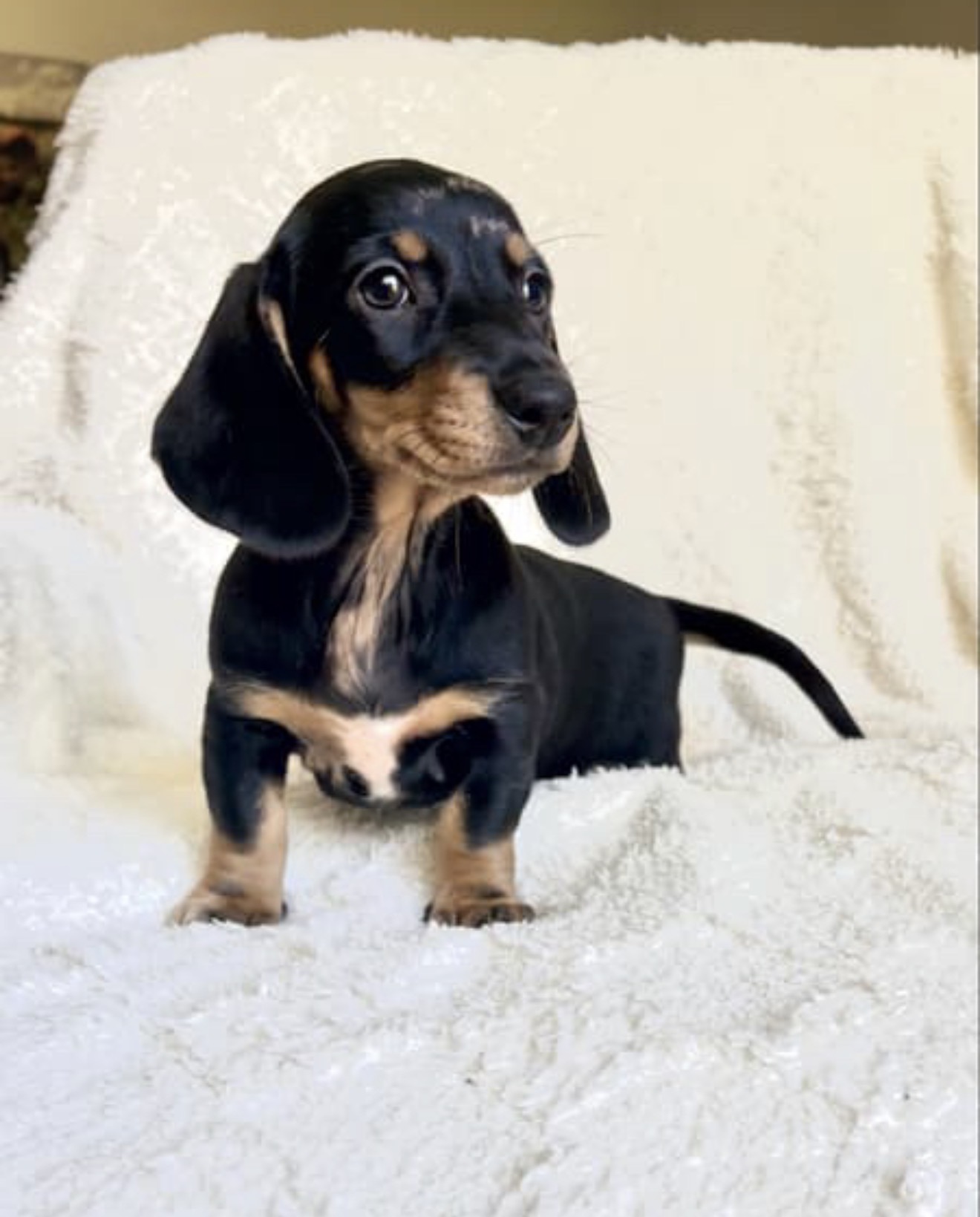 Dachshund – Granville