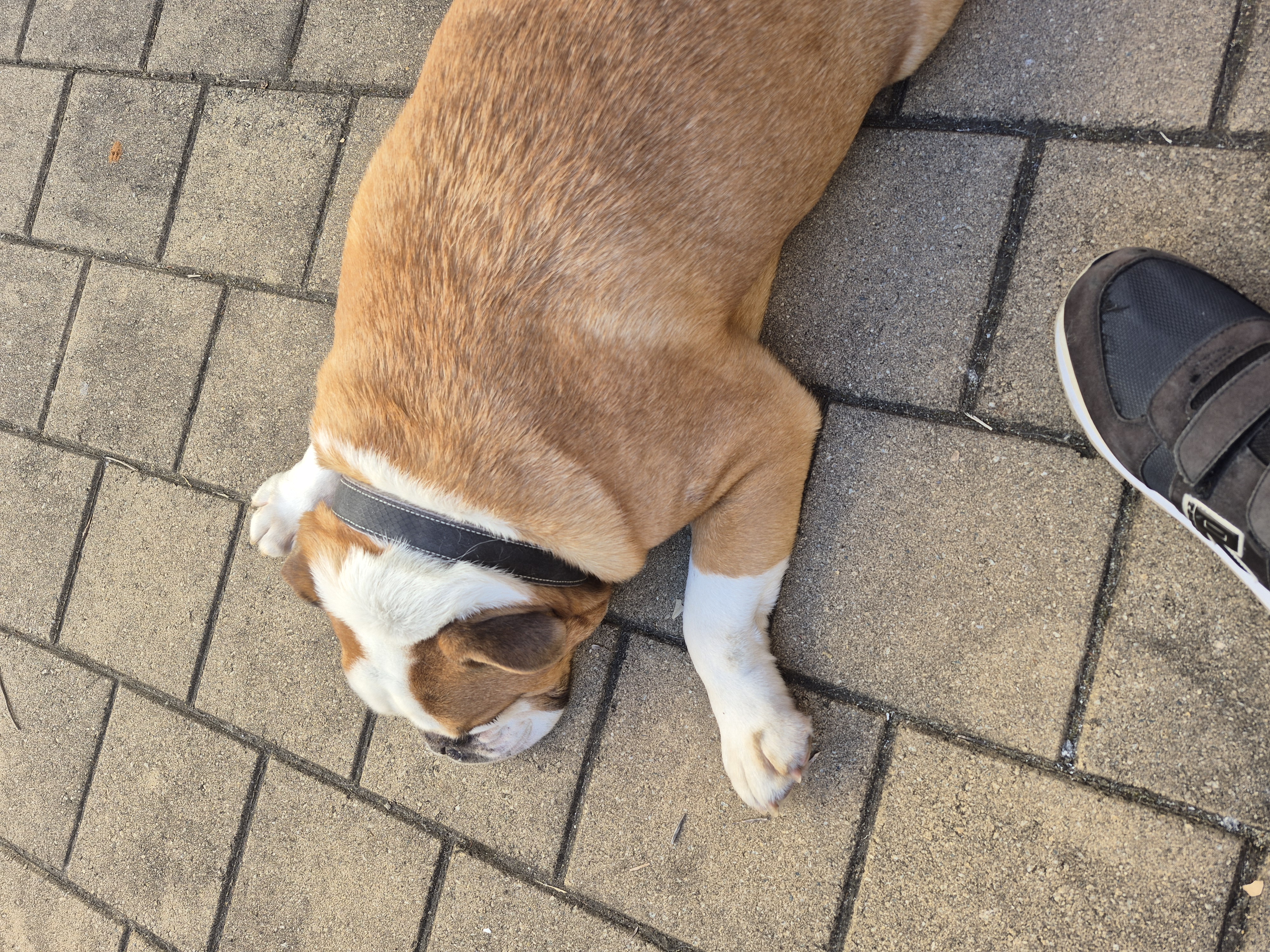 Other Dogs – Piara Waters