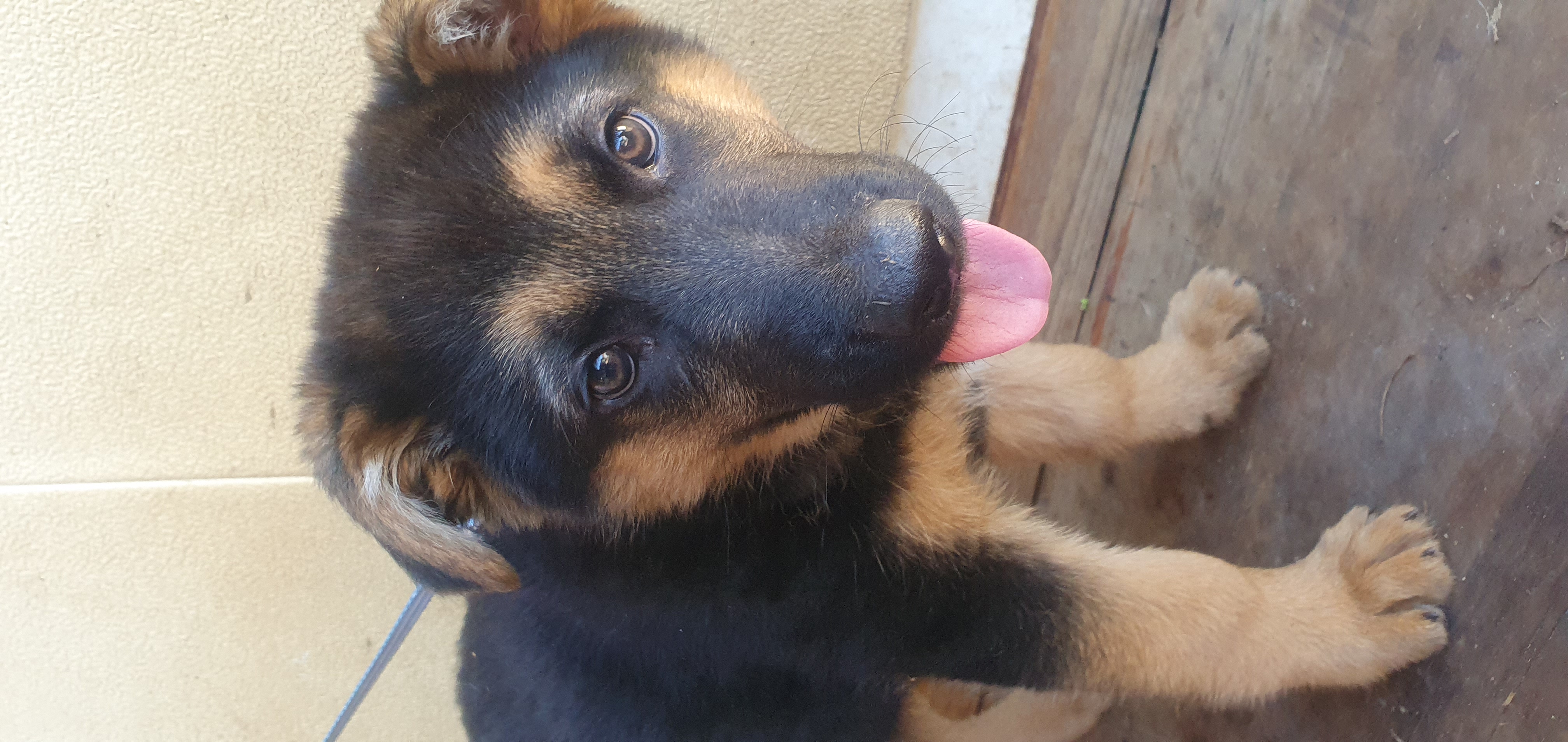 Pure German Shepherd pups available