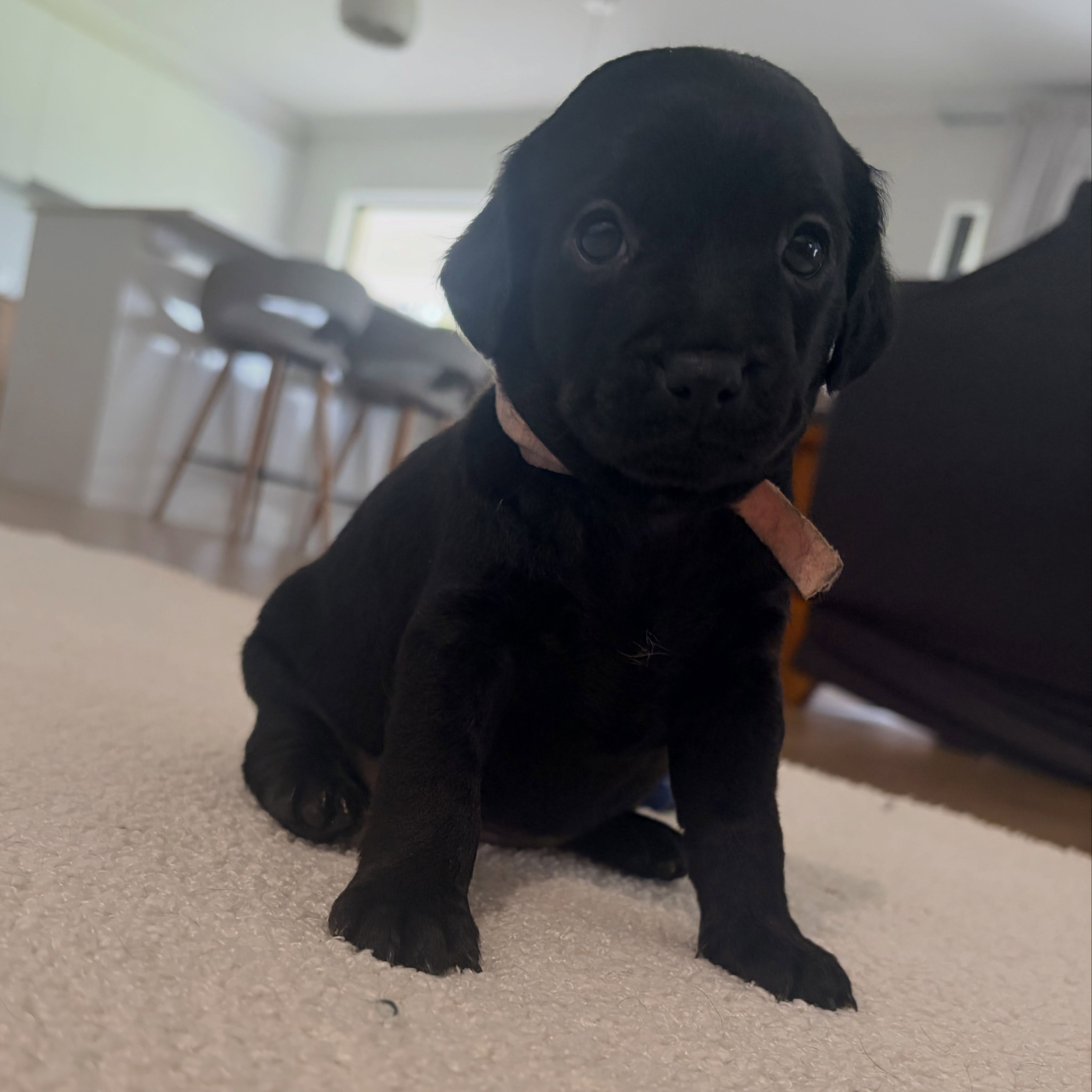 Other Dogs – Gympie