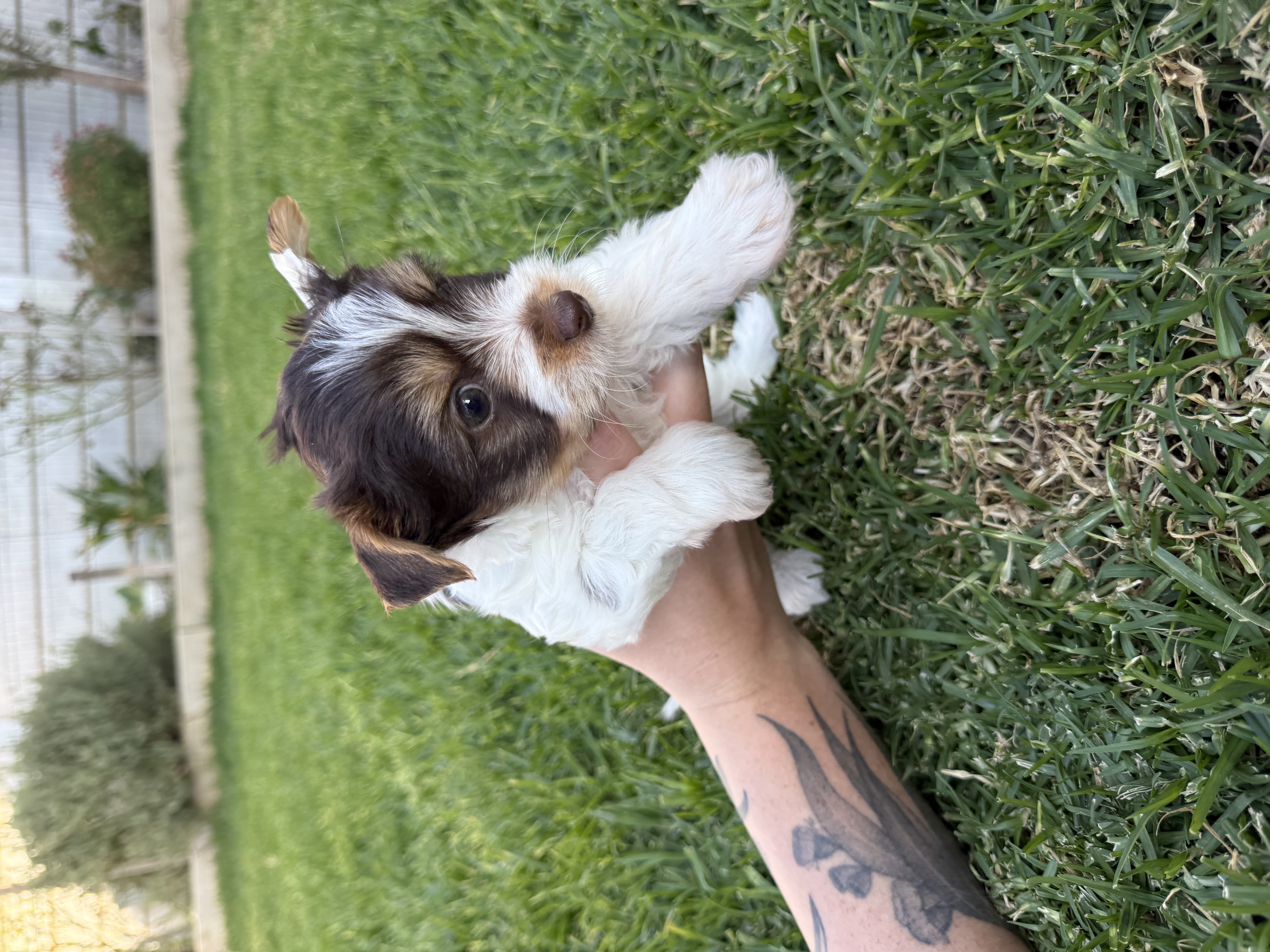 Dogs – Romsey