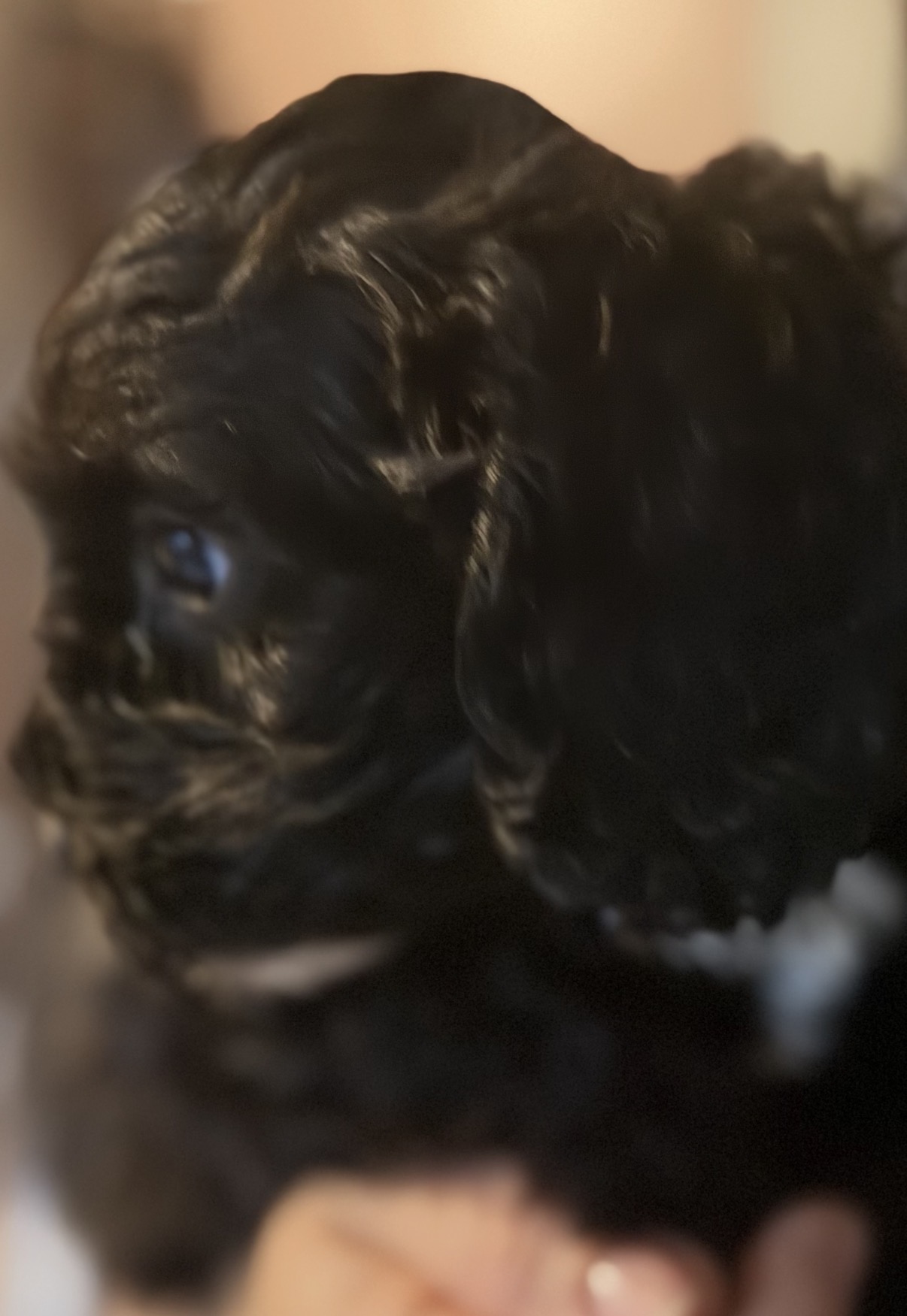 Cavoodle – Rowville