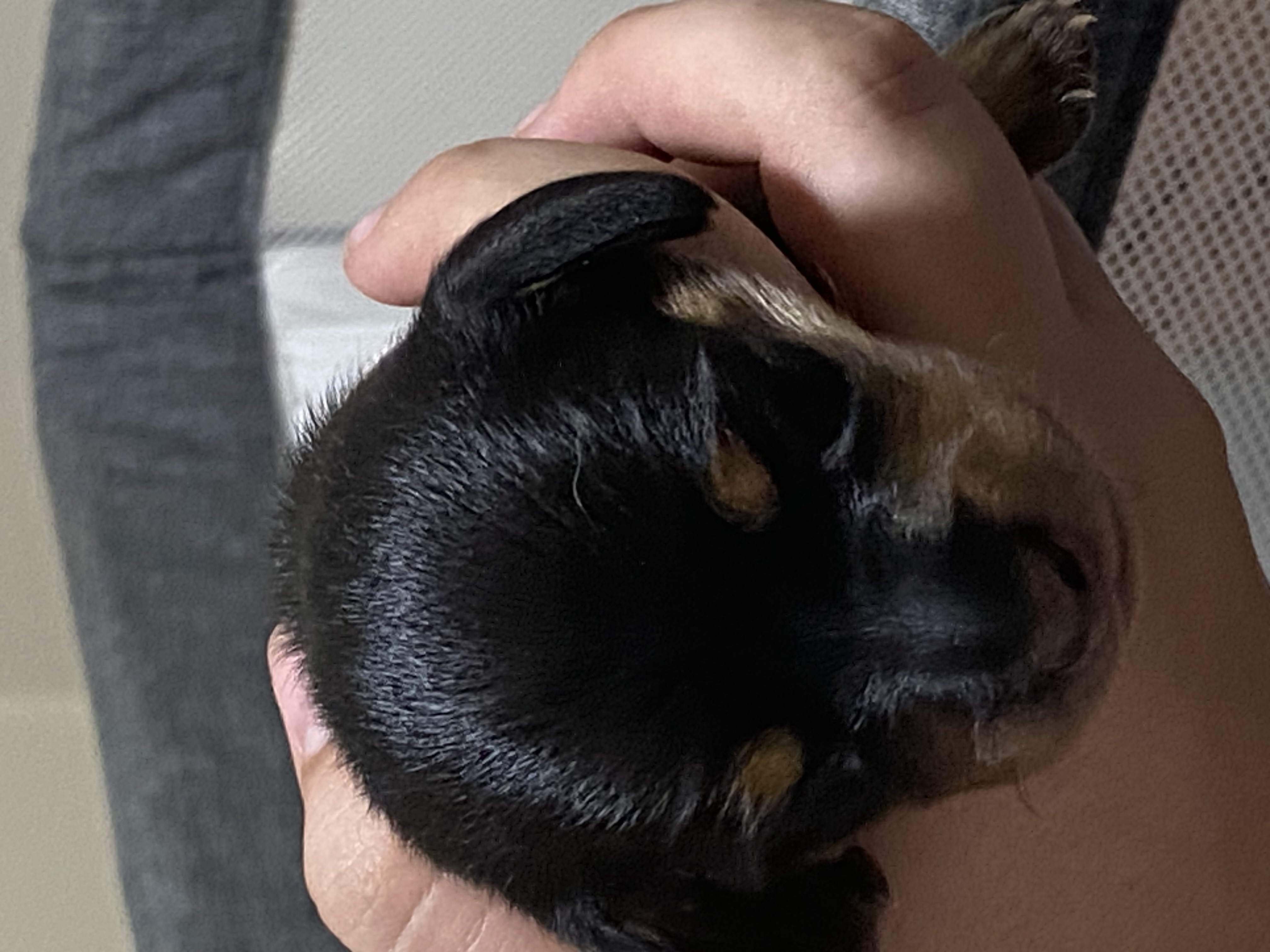 Dachshund – Maryborough