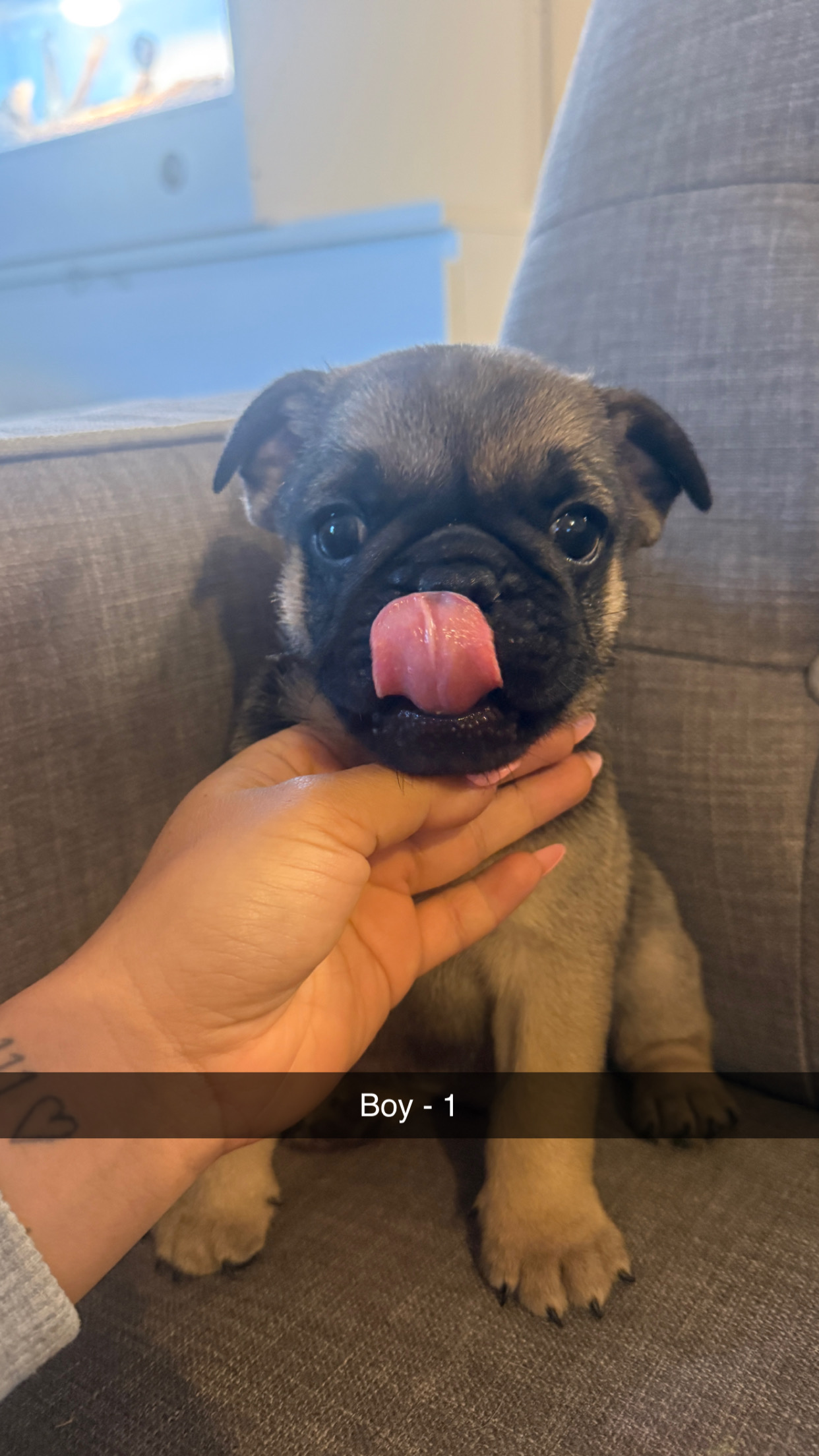 Pug – Adelaide