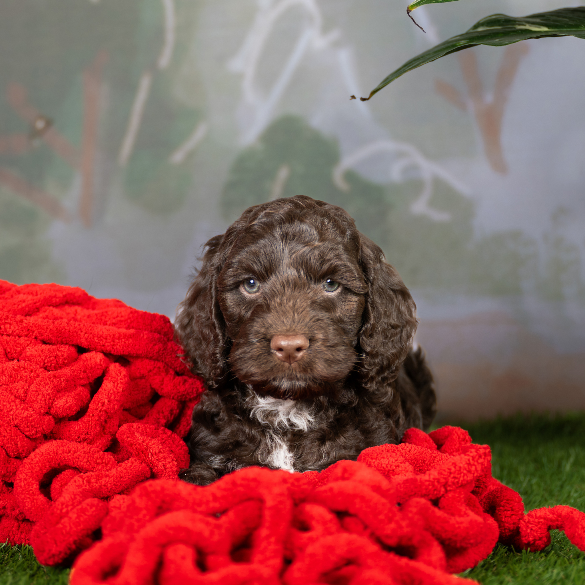 Spoodle – Augustine Heights