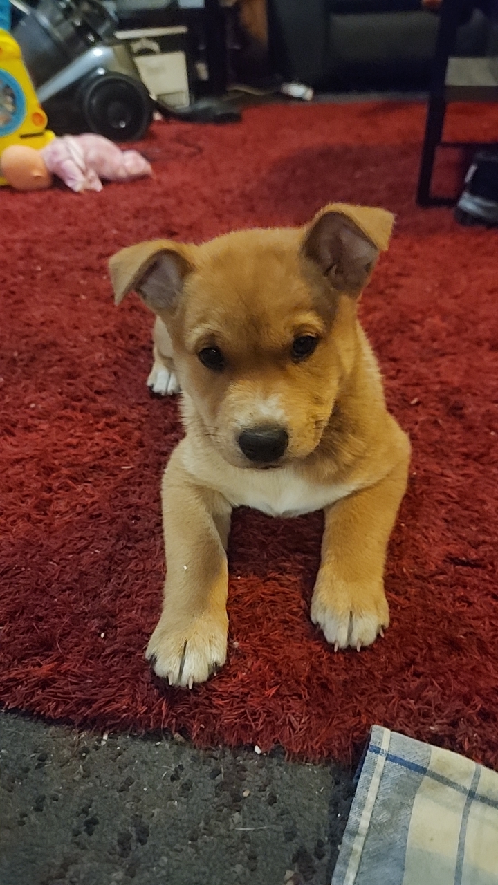 Shiba Inu – Ballarat