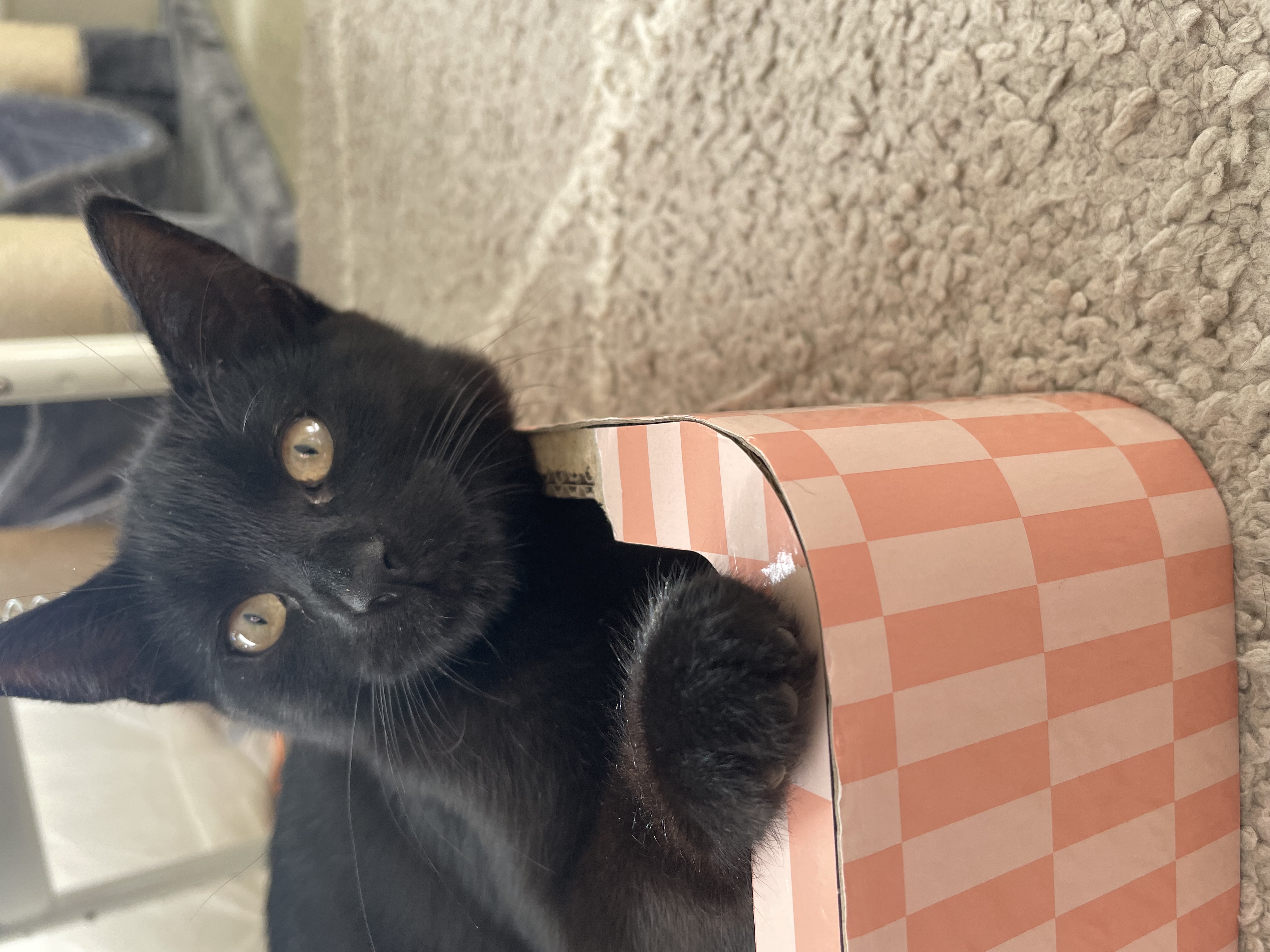 Domestic Short Hair (DSH) – Marayong
