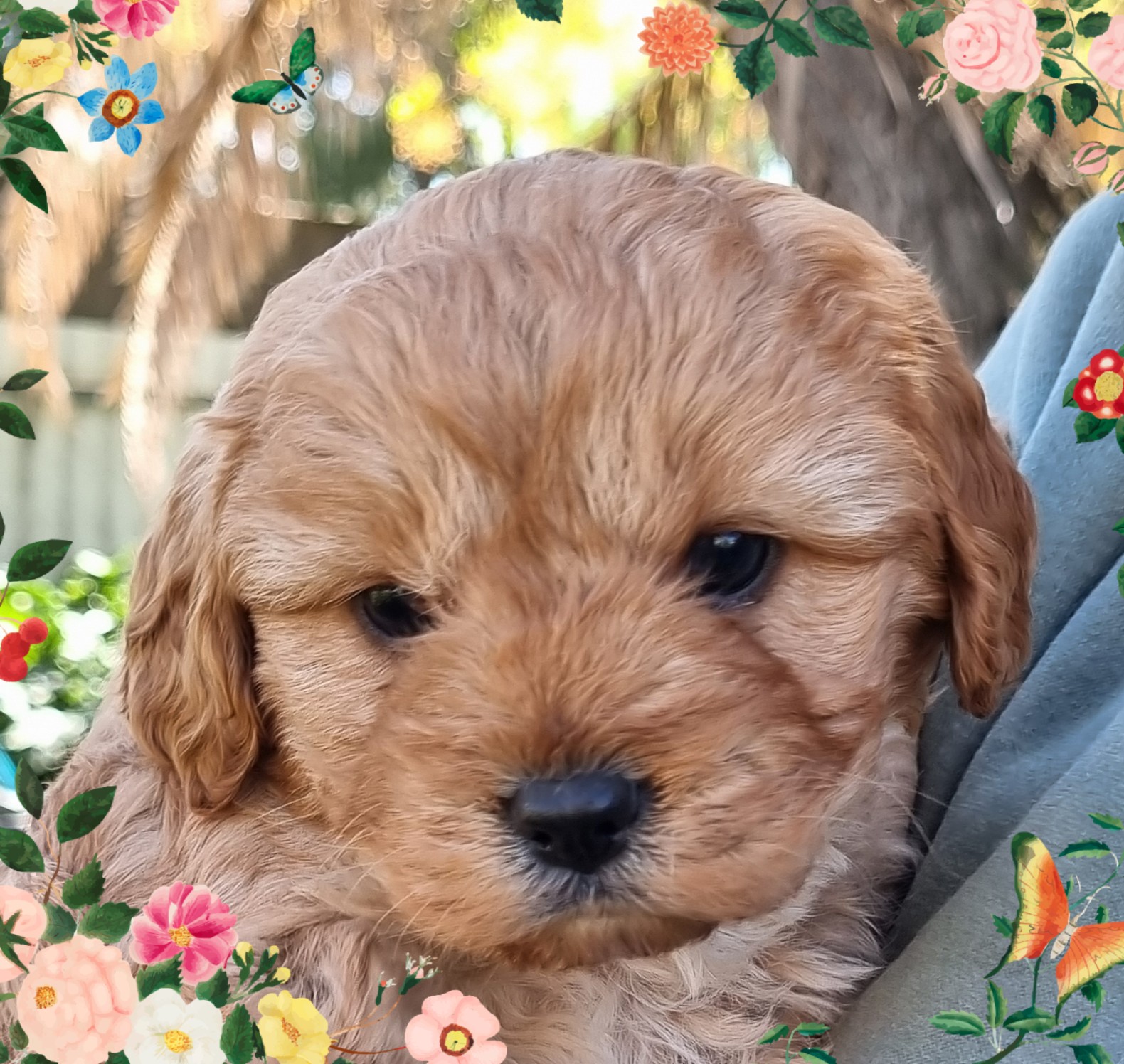 Toy Cavoodle – Albury