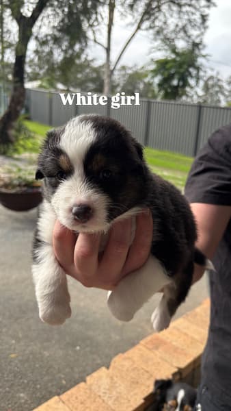 Australian Shepherd – D’Aguilar
