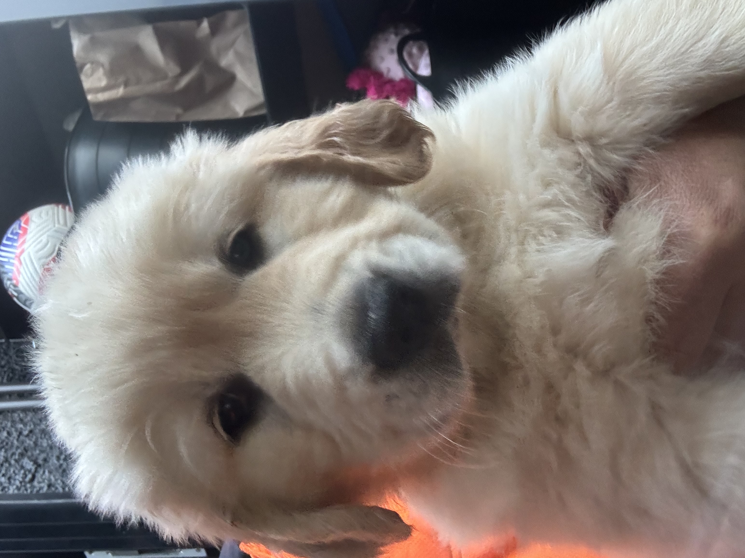 Golden Retriever – Saint Kilda West