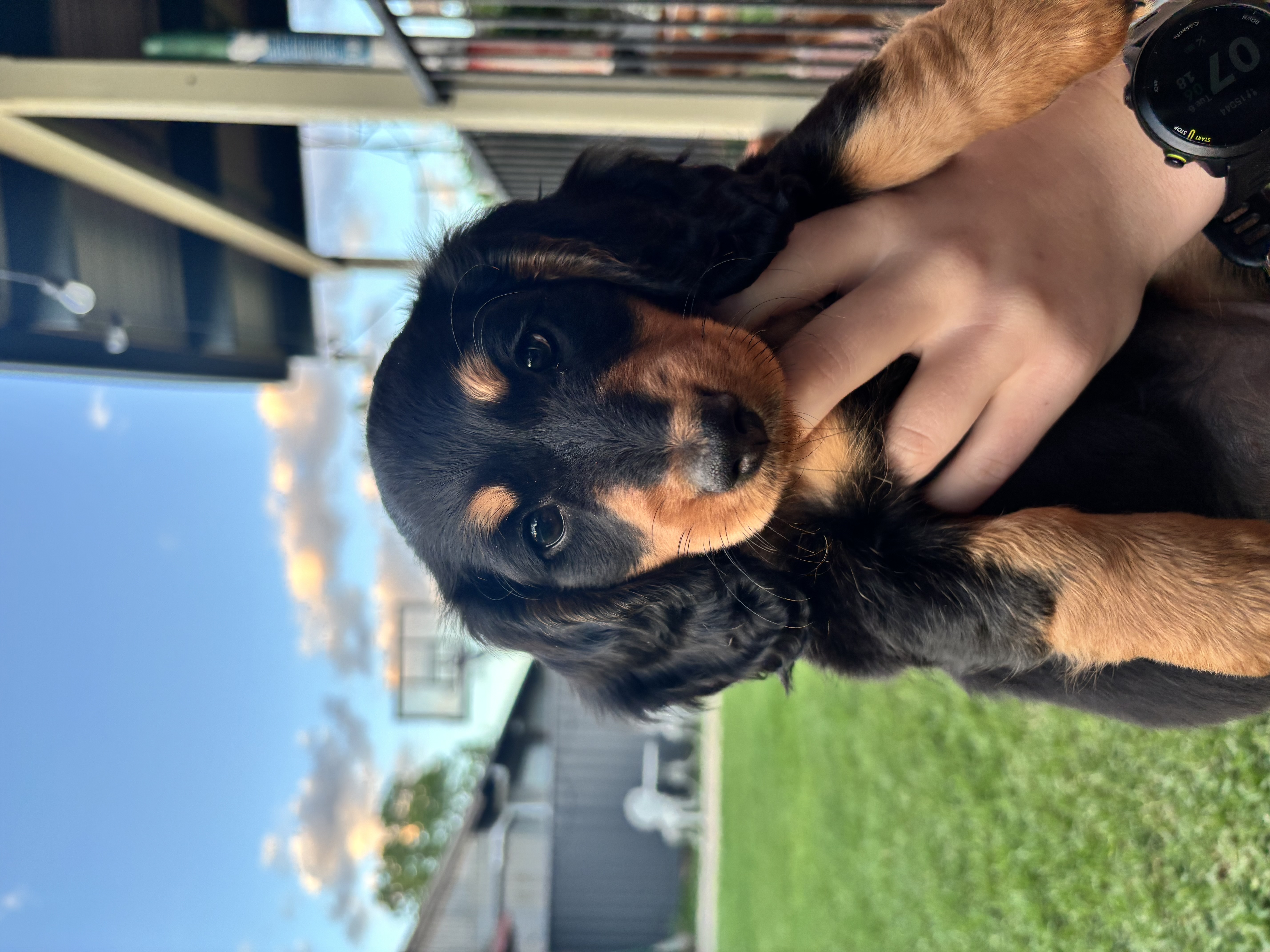 Dachshund – Narrandera
