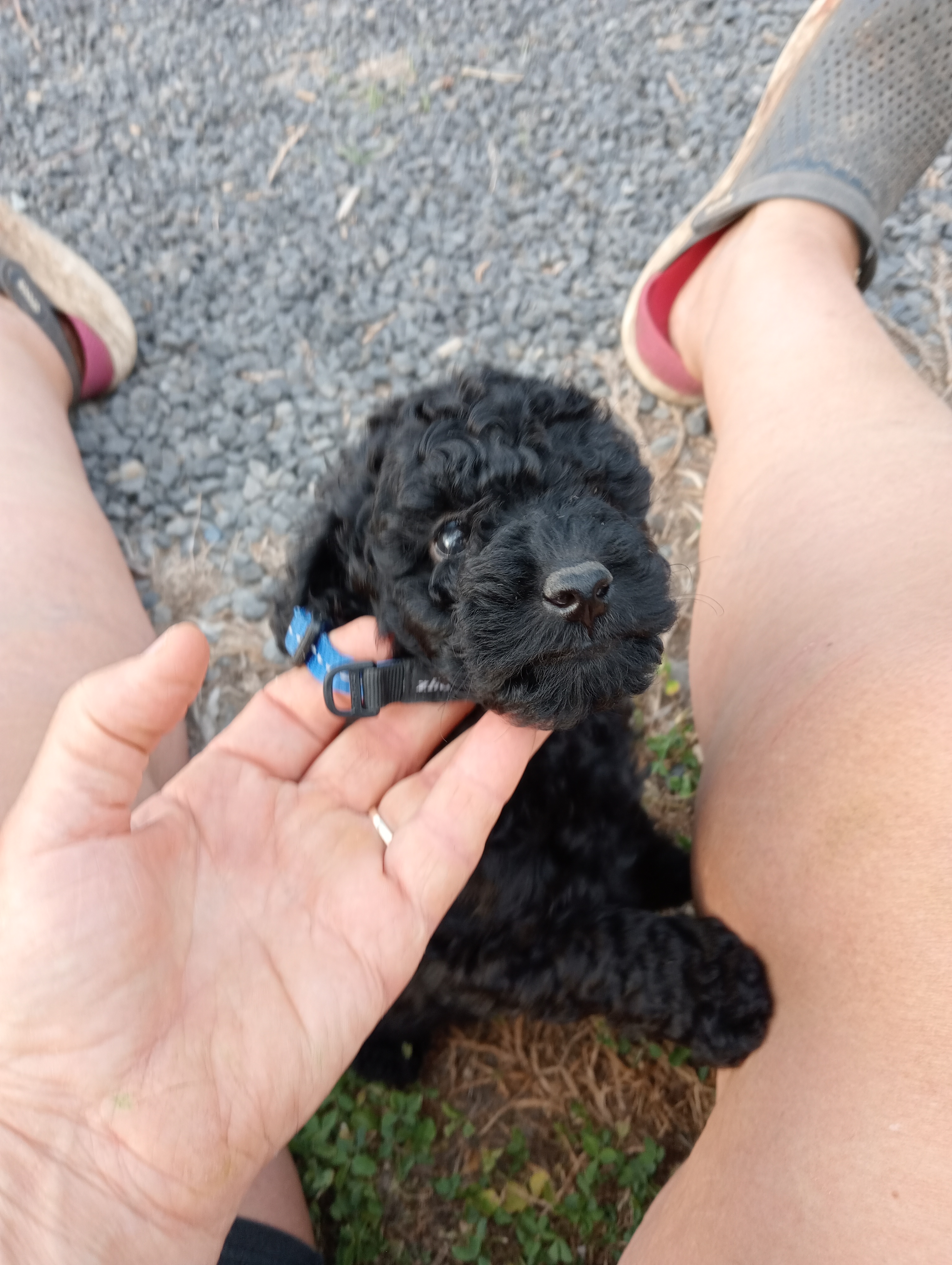 Toy Poodle - Deepwater